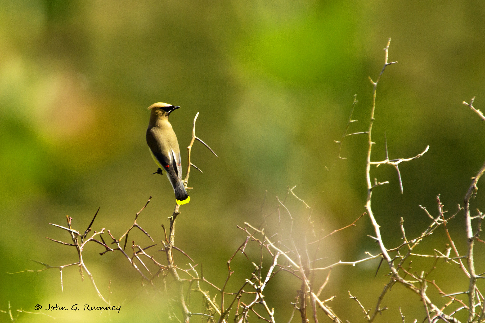 Canon EF 100-400mm F4.5-5.6L IS USM sample photo. Cedar waxwing photography