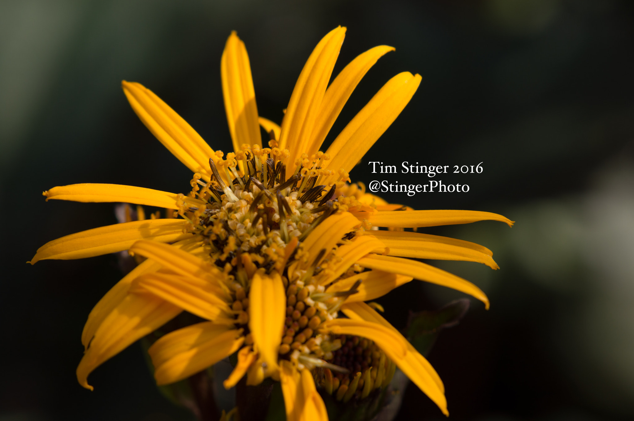 Nikon AF-S Nikkor 200-500mm F5.6E ED VR sample photo. Britt-marie crawford big-leaved goldenray photography