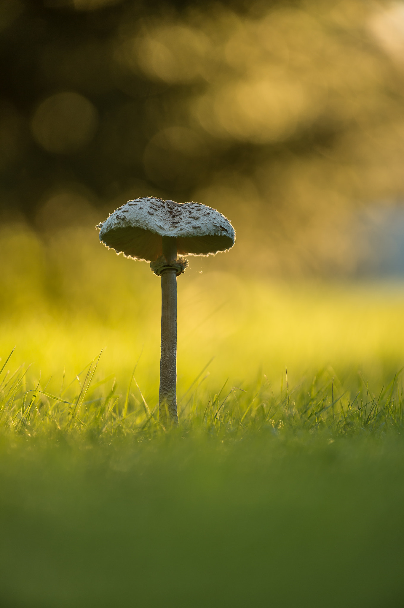 Nikon AF-S Nikkor 300mm F2.8G ED VR II sample photo. Straight mushroom photography