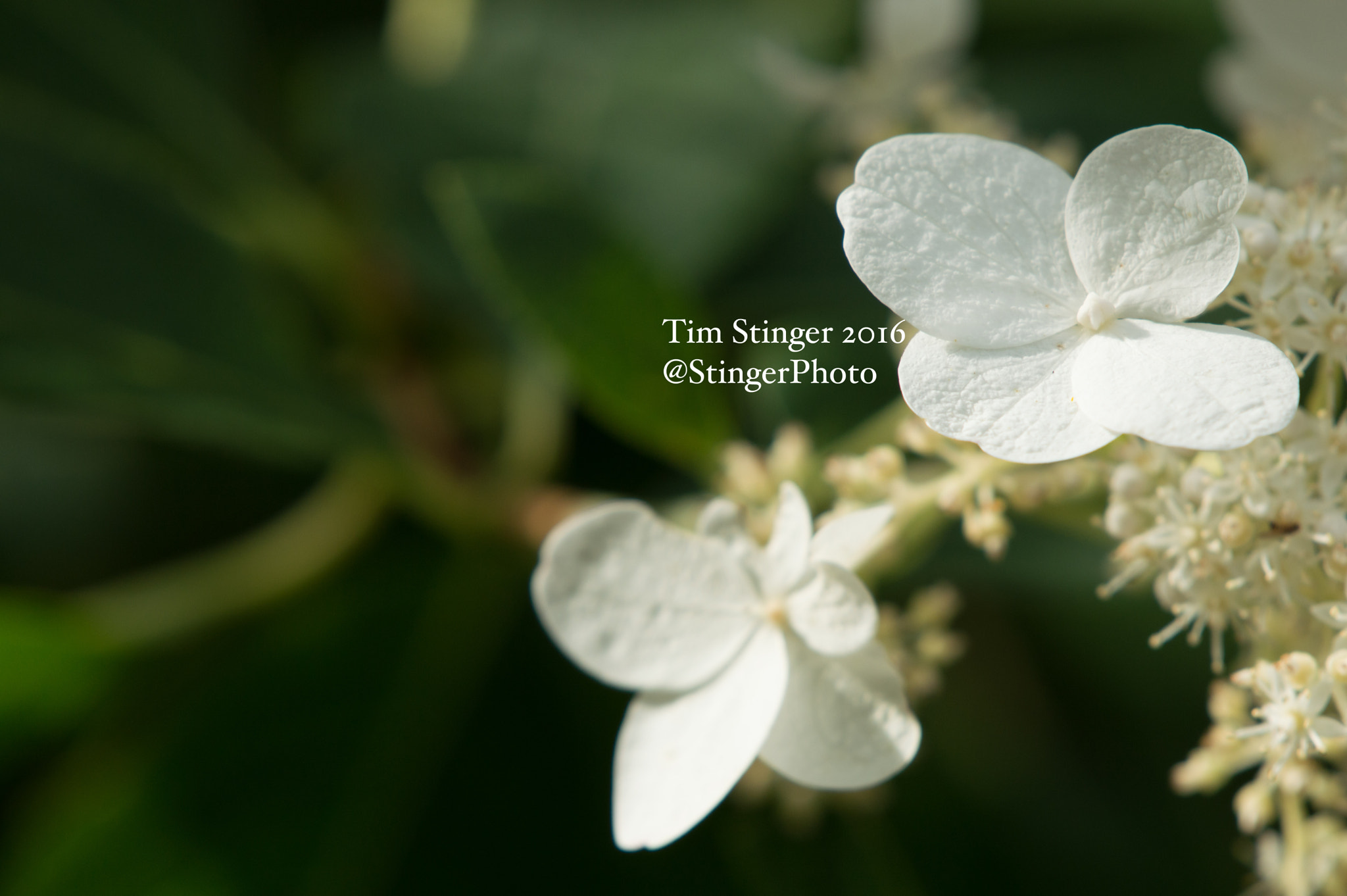 Nikon AF-S Nikkor 200-500mm F5.6E ED VR sample photo. Tardiva panicled hydrangea photography