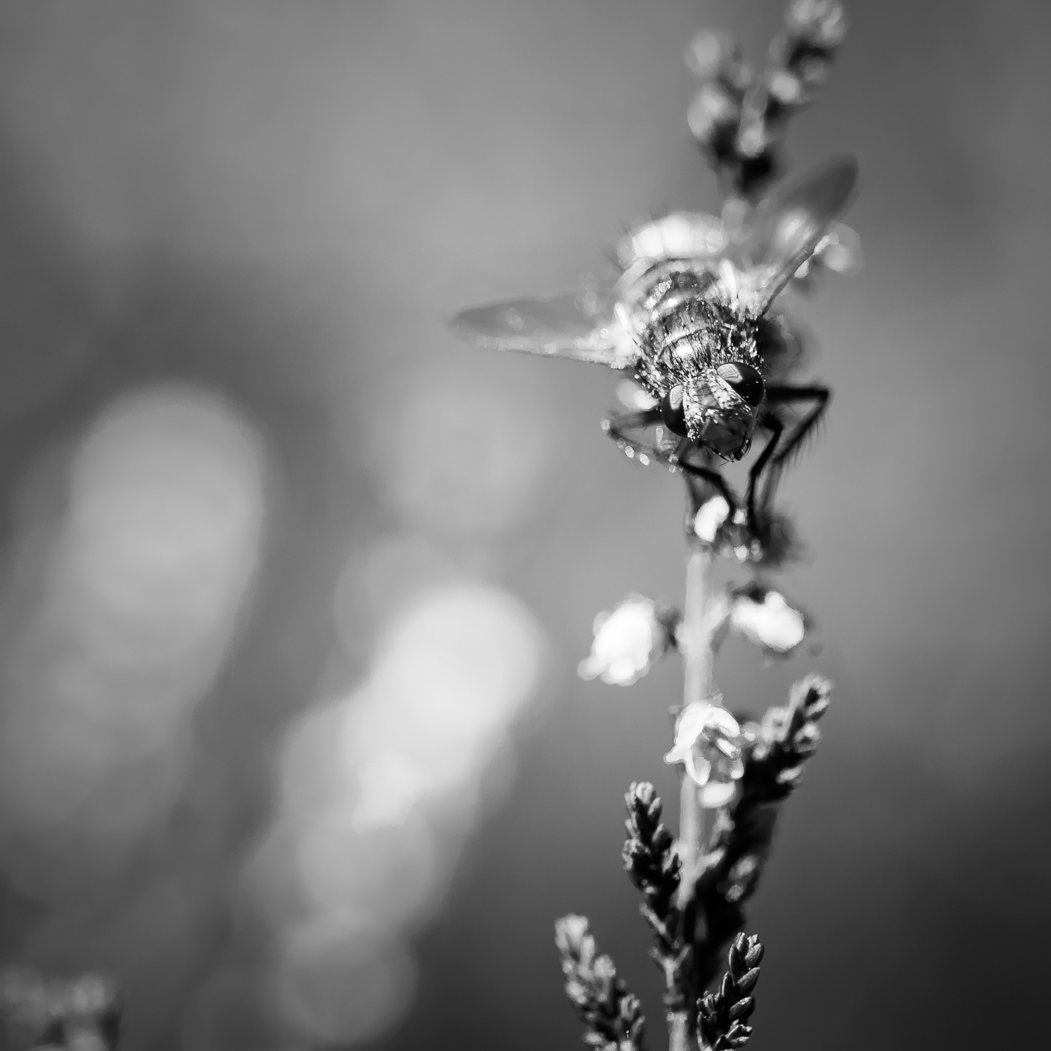 Canon EOS M3 + Canon EF 100mm F2.8L Macro IS USM sample photo. Fly on heather photography