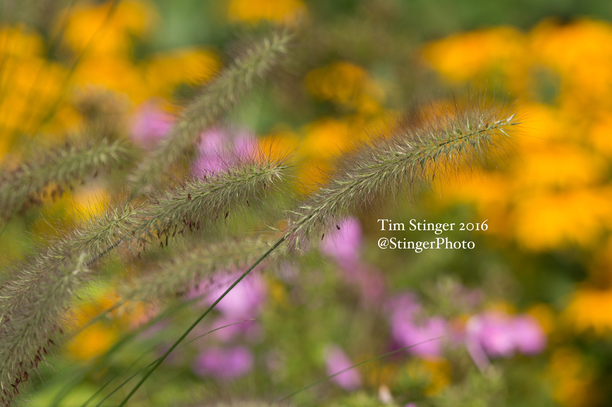 Nikon AF-S Nikkor 200-500mm F5.6E ED VR sample photo. Fountain grass photography