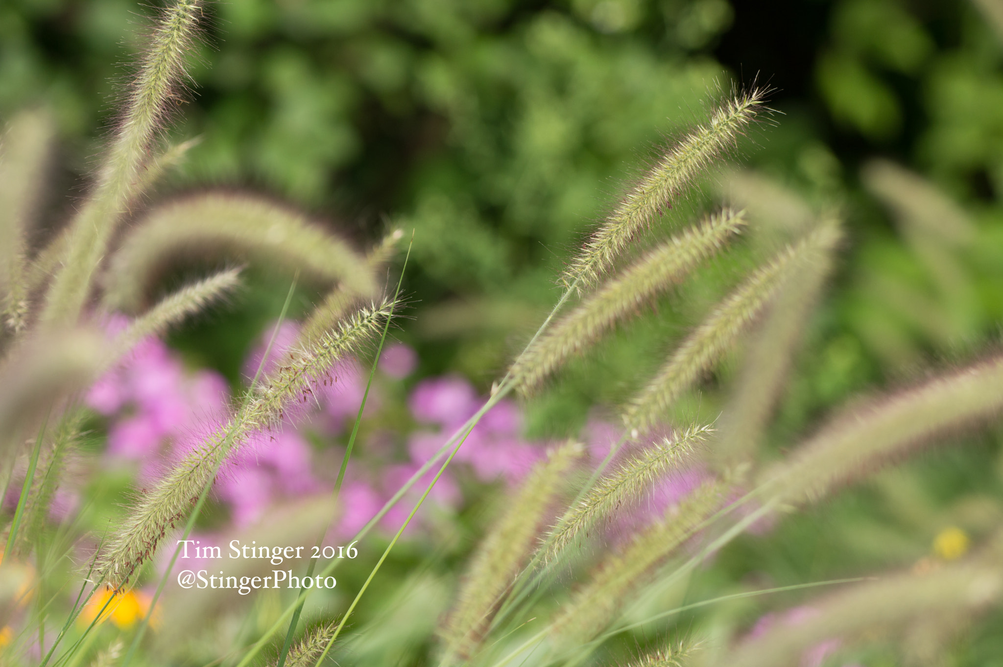 Nikon AF-S Nikkor 200-500mm F5.6E ED VR sample photo. Fountain grass photography