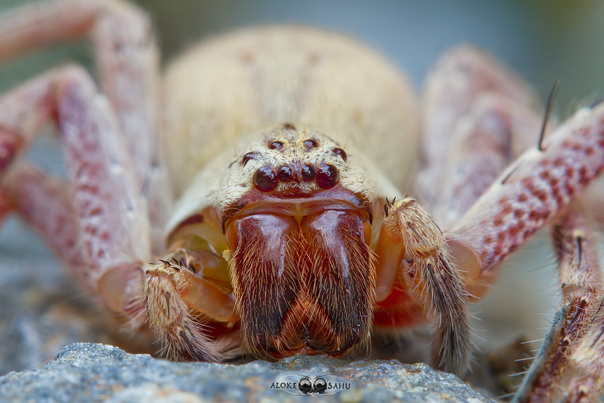 Canon MP-E 65mm F2.5 1-5x Macro Photo sample photo. Gnathopalystes sp. photography
