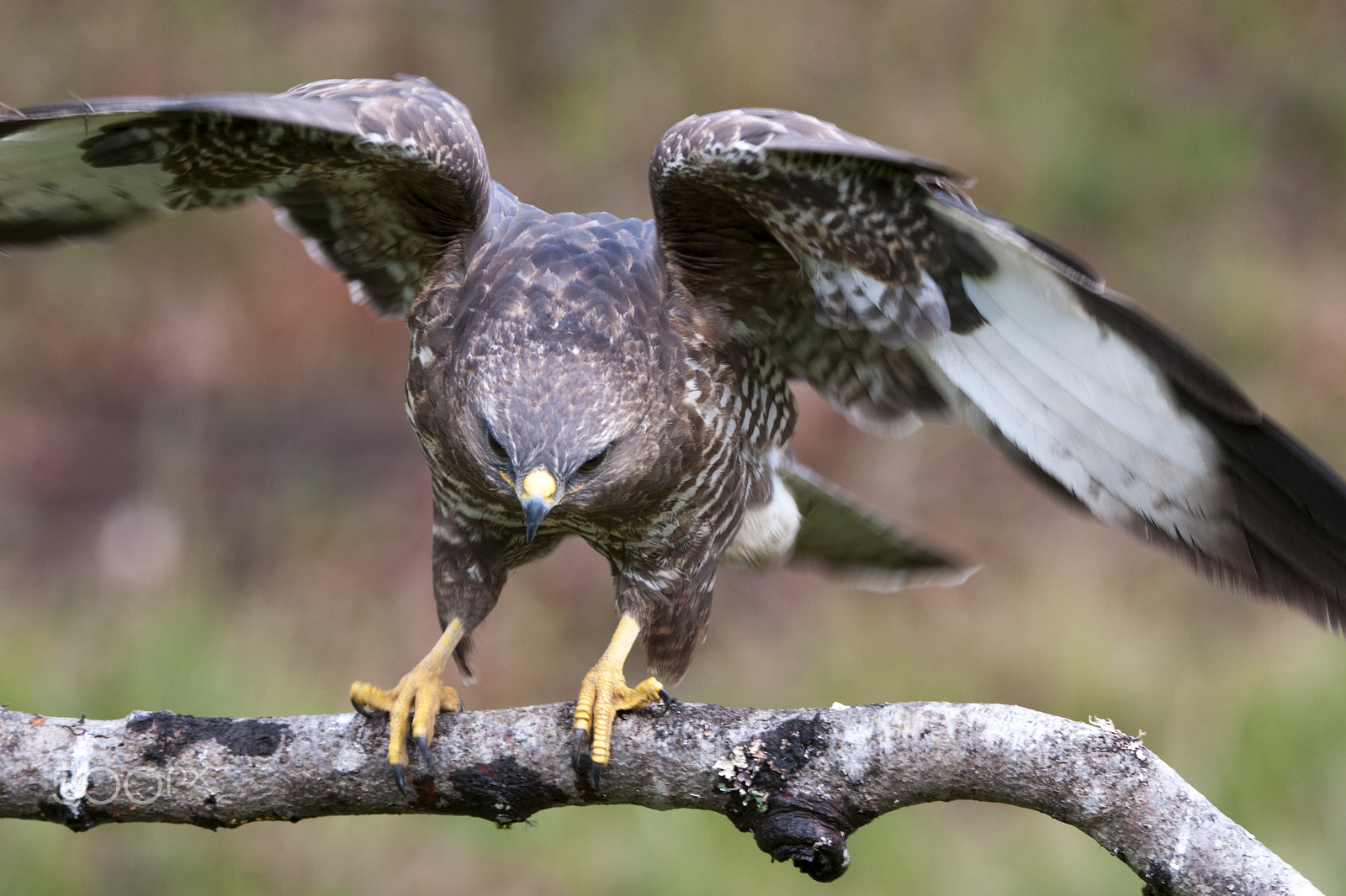 Nikon D300S + Nikon AF-S Nikkor 200-400mm F4G ED-IF VR sample photo. Buteo buteo photography