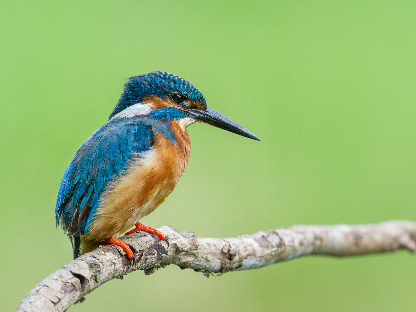 Canon EOS 7D + Canon EF 300mm F2.8L IS II USM sample photo. Common kingfisher photography