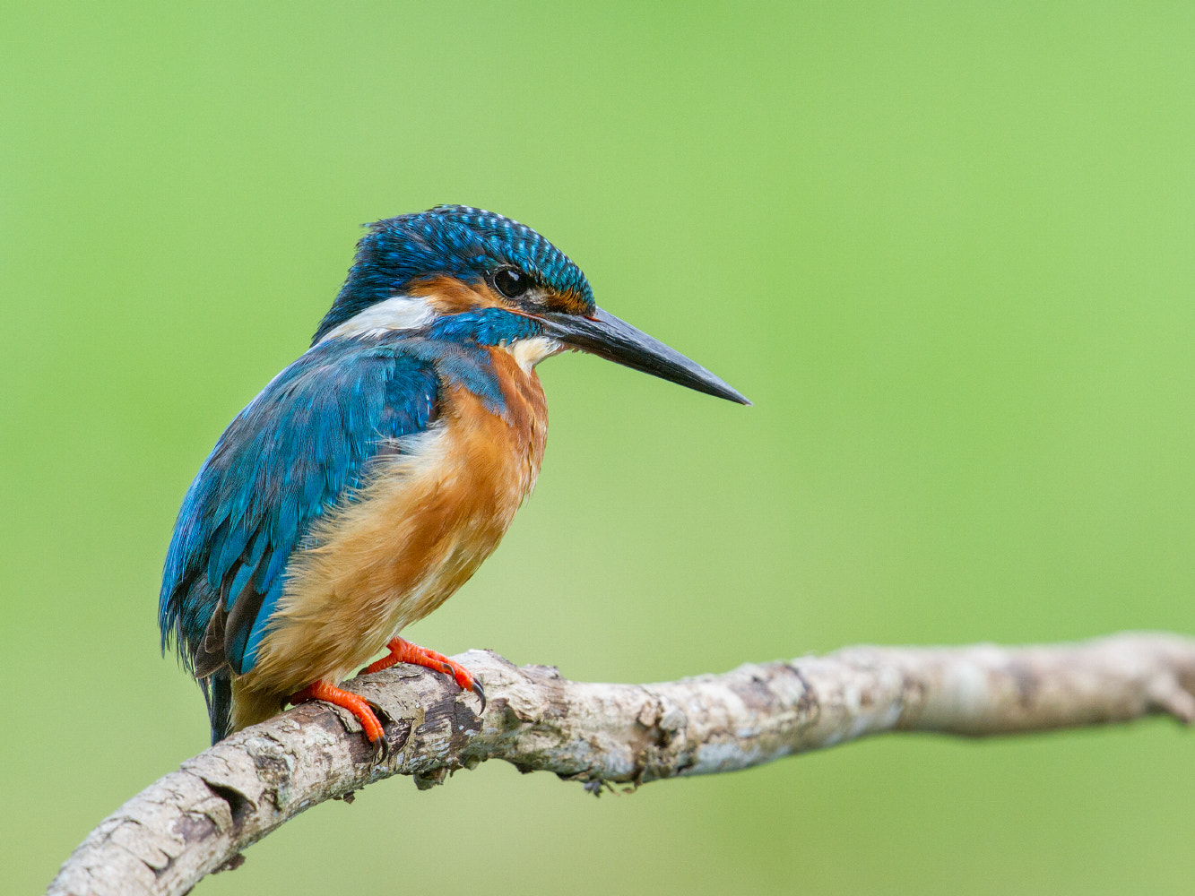 Canon EF 300mm F2.8L IS II USM sample photo. Common kingfisher photography
