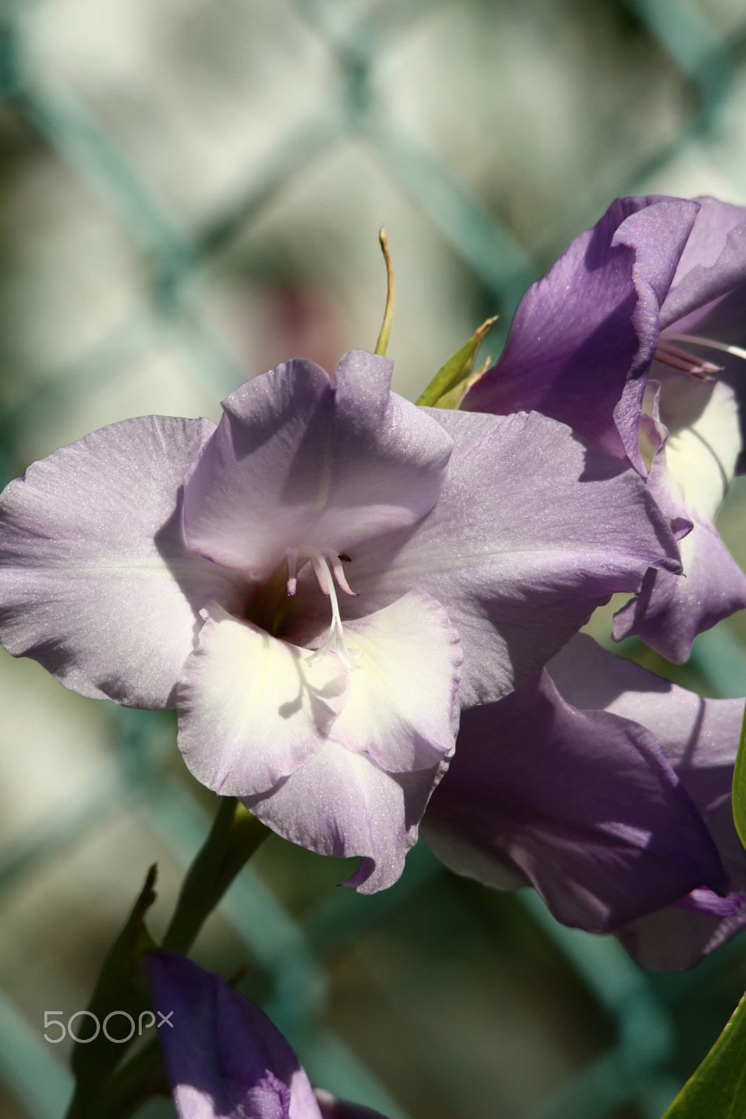 Sigma 150-500mm F5-6.3 DG OS HSM sample photo. Passion purple gladiola photography