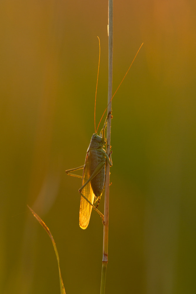 Canon EF 300mm F2.8L IS II USM sample photo. Goldwing photography
