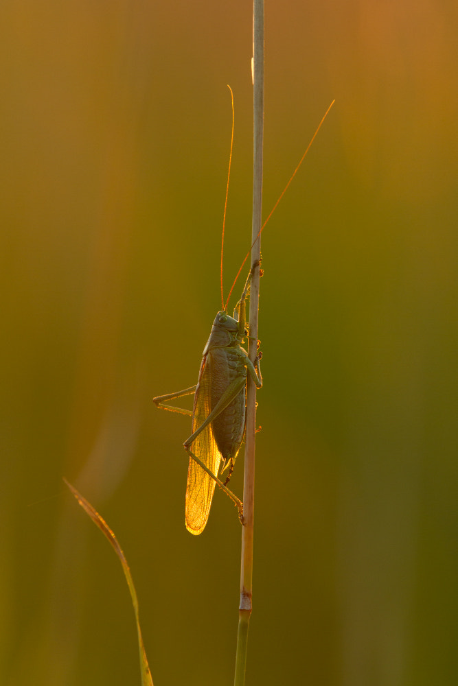 Canon EOS 7D + Canon EF 300mm F2.8L IS II USM sample photo. Goldwing photography