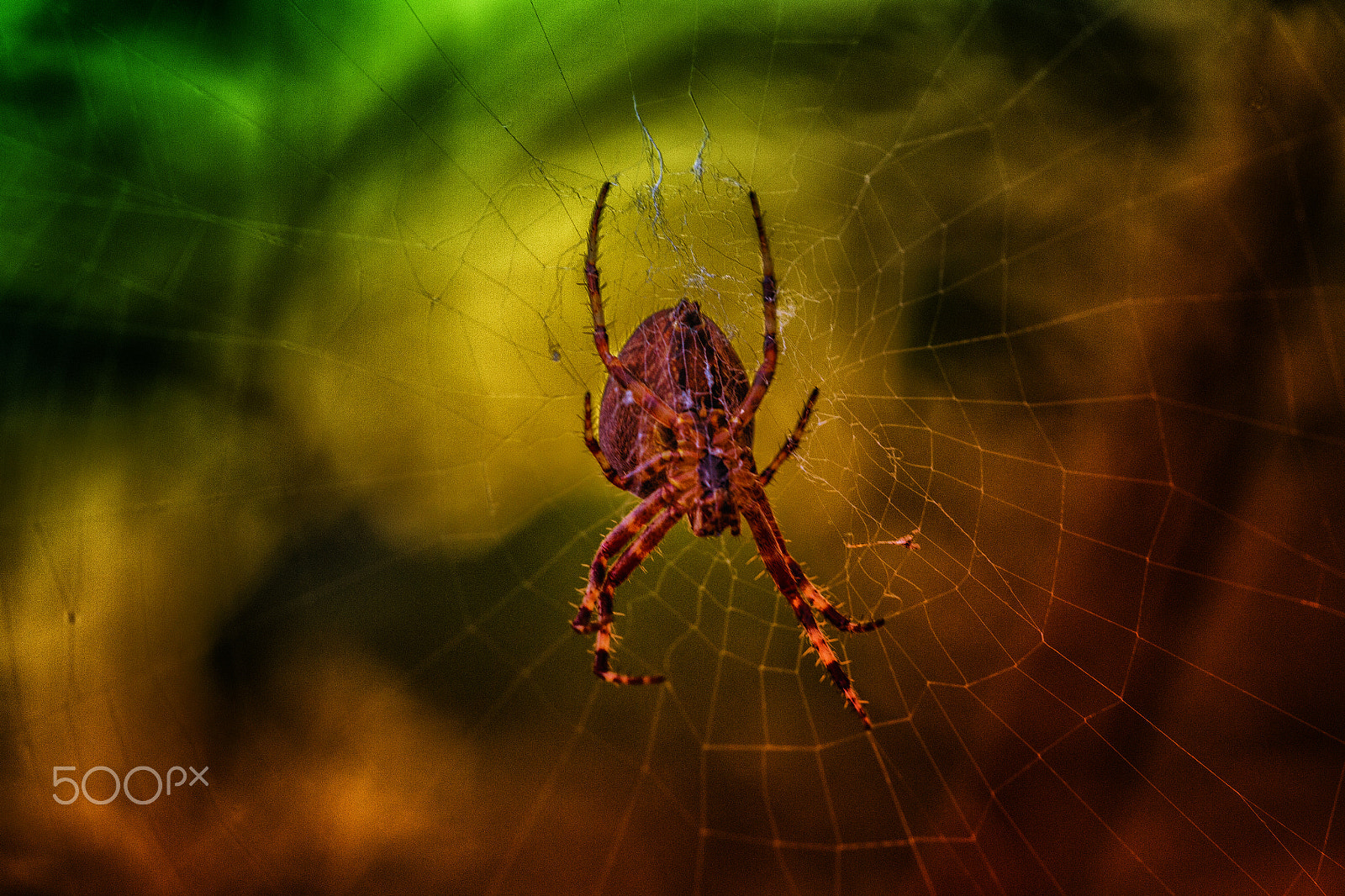 Sigma APO Macro 150mm f/2.8 EX DG HSM sample photo. Spider photography
