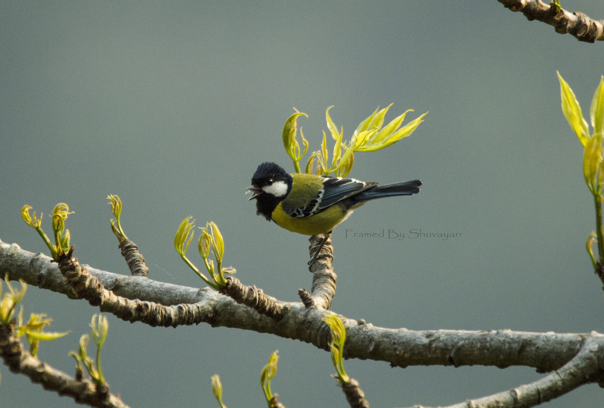 Sigma 150-500mm F5-6.3 DG OS HSM sample photo