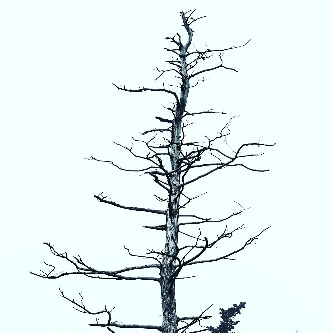 Canon 70-200mm sample photo. Old tree photography