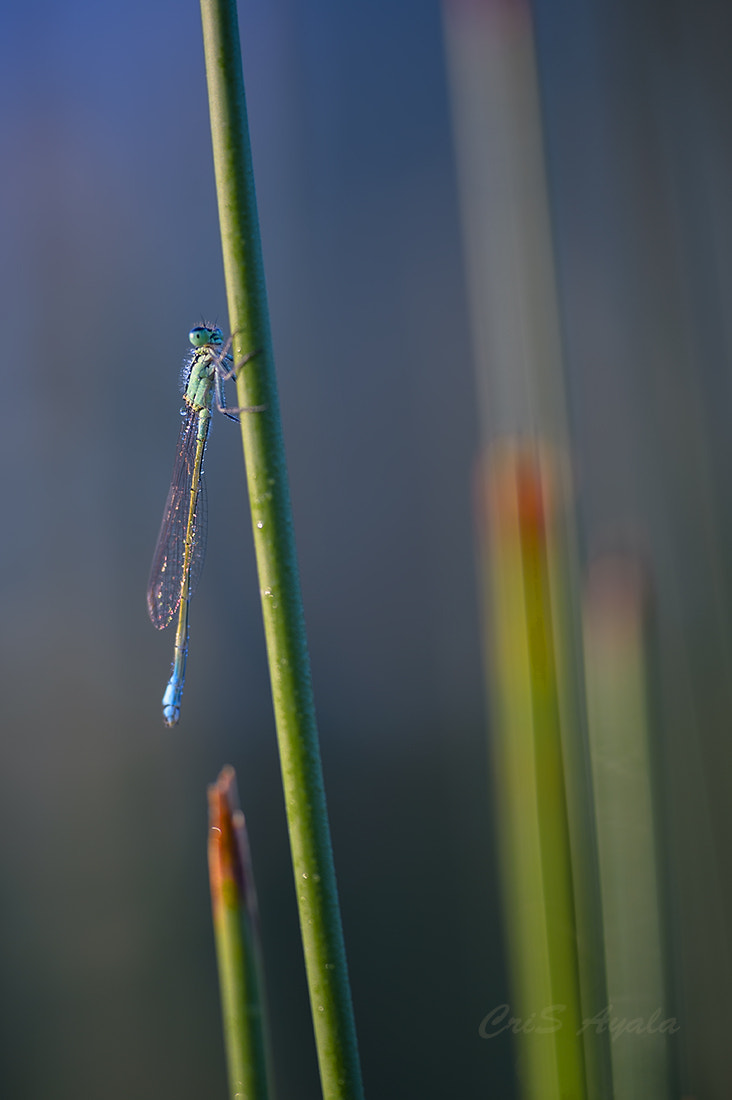 Nikon D4 sample photo. Artworks of the air photography