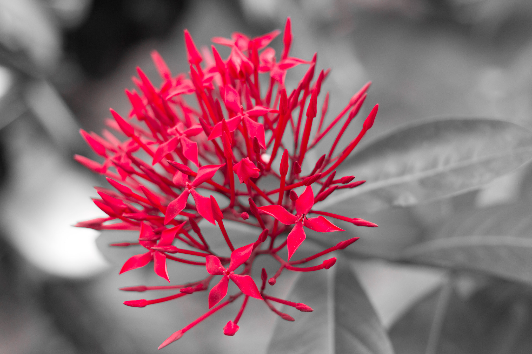 Canon EF 40mm F2.8 STM sample photo. Red photography