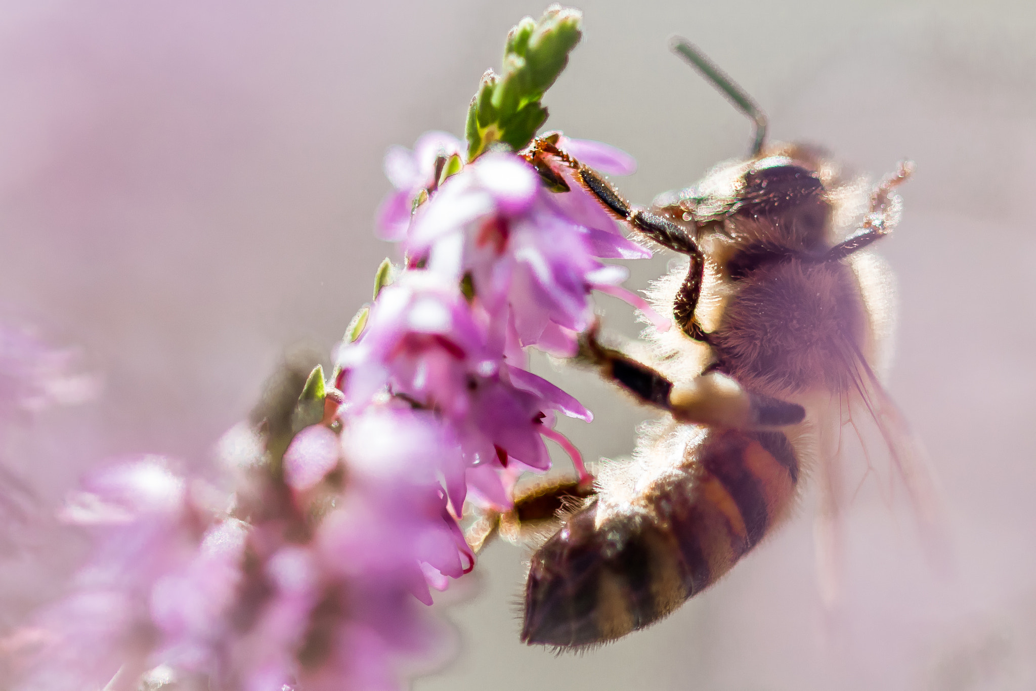 Canon EOS M3 + Canon EF 100mm F2.8L Macro IS USM sample photo. Bee on heather photography
