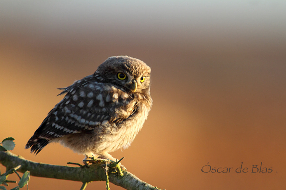 Canon EF 400mm f/2.8L + 1.4x sample photo. Little owl photography