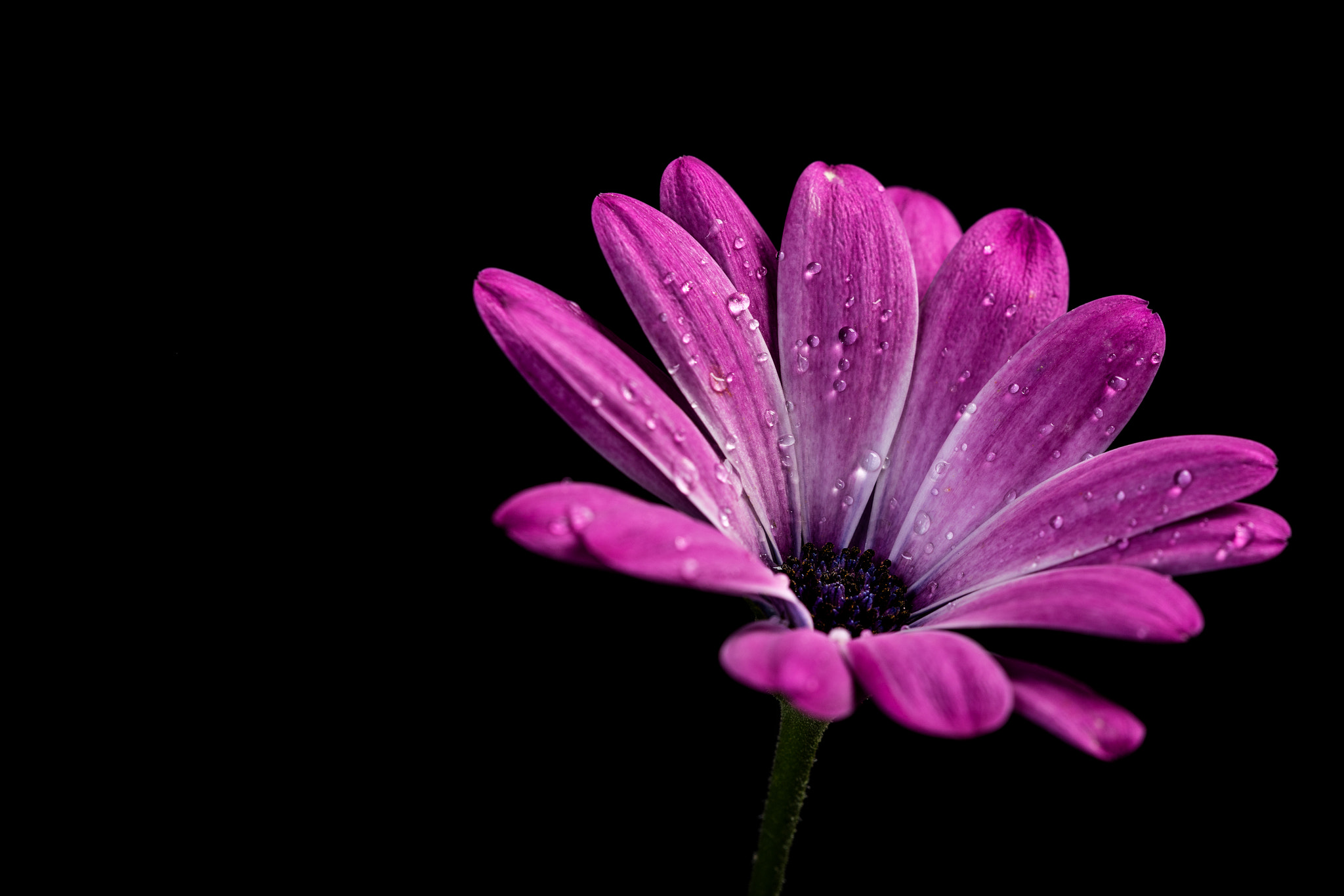 Sigma APO Macro 150mm f/2.8 EX DG HSM sample photo. Drops photography
