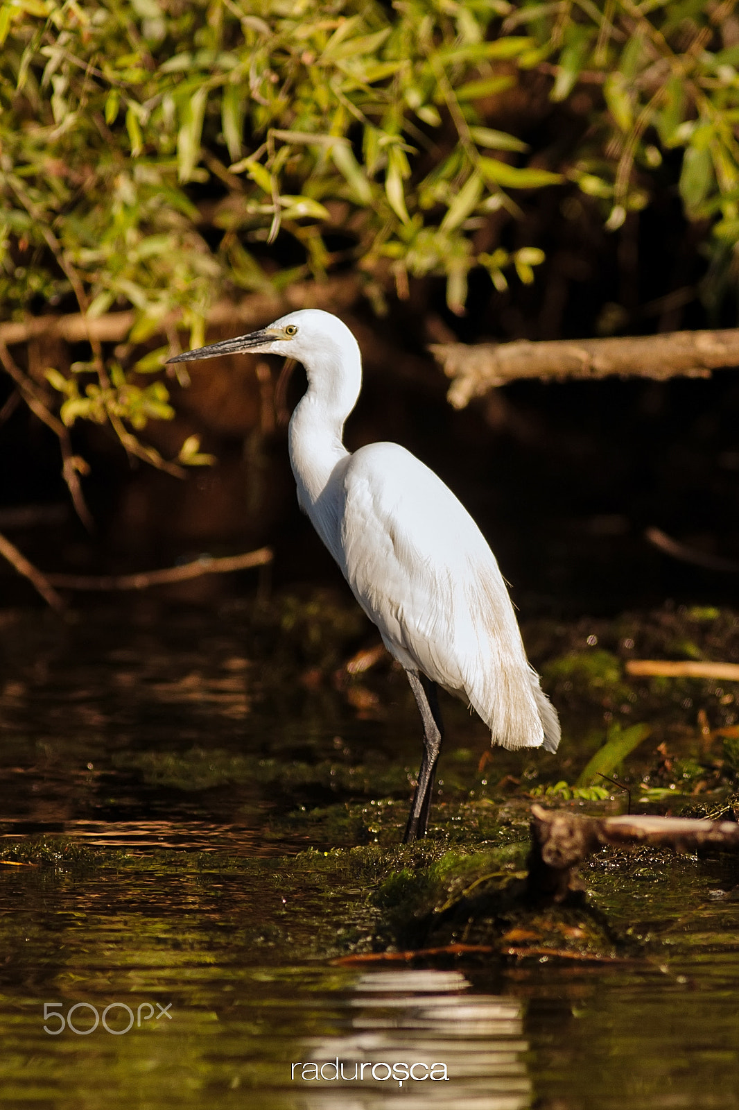 Canon EOS-1D Mark III sample photo. Small heron photography