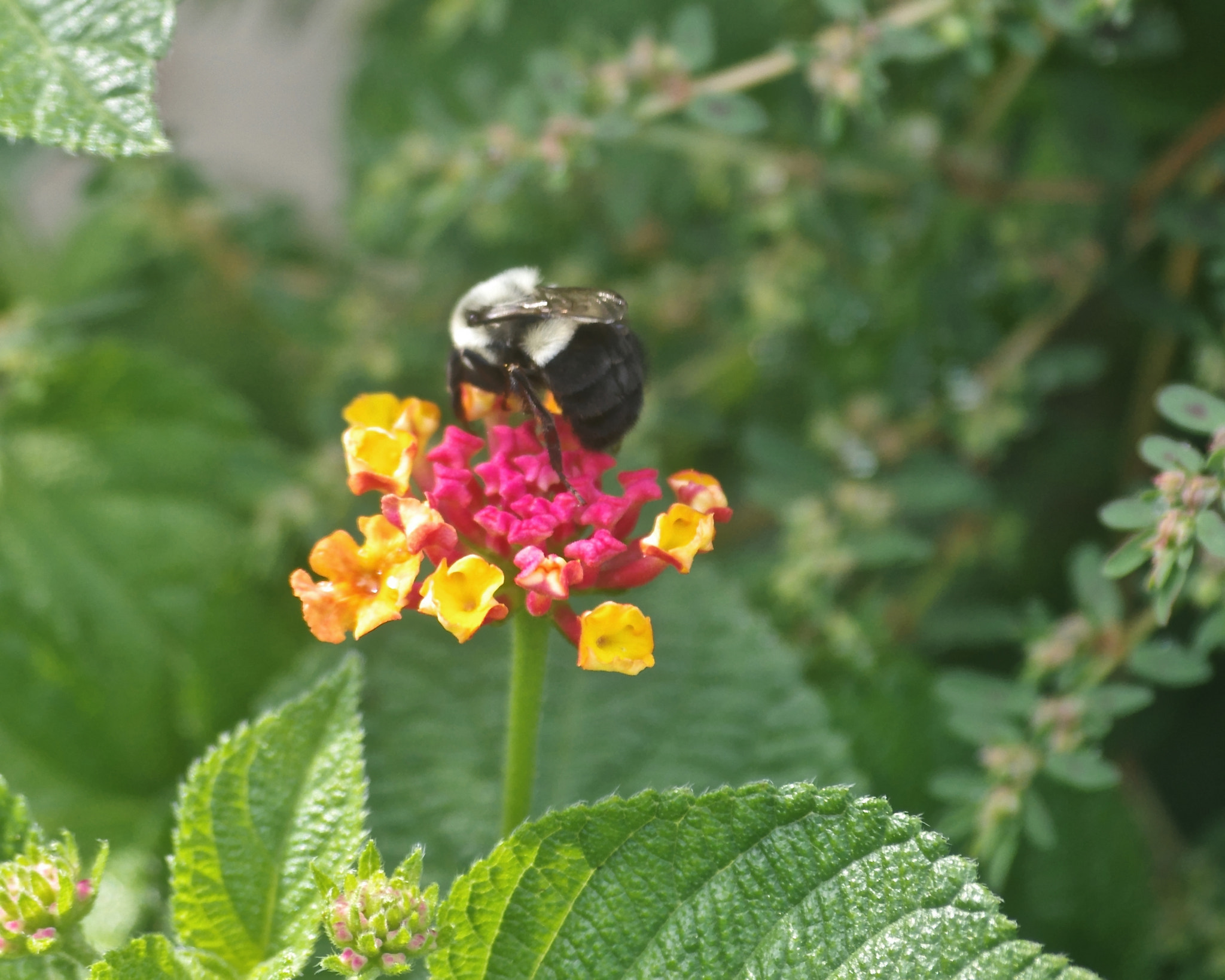 Pentax smc DA 50-200mm F4-5.6 ED sample photo. Nectar photography
