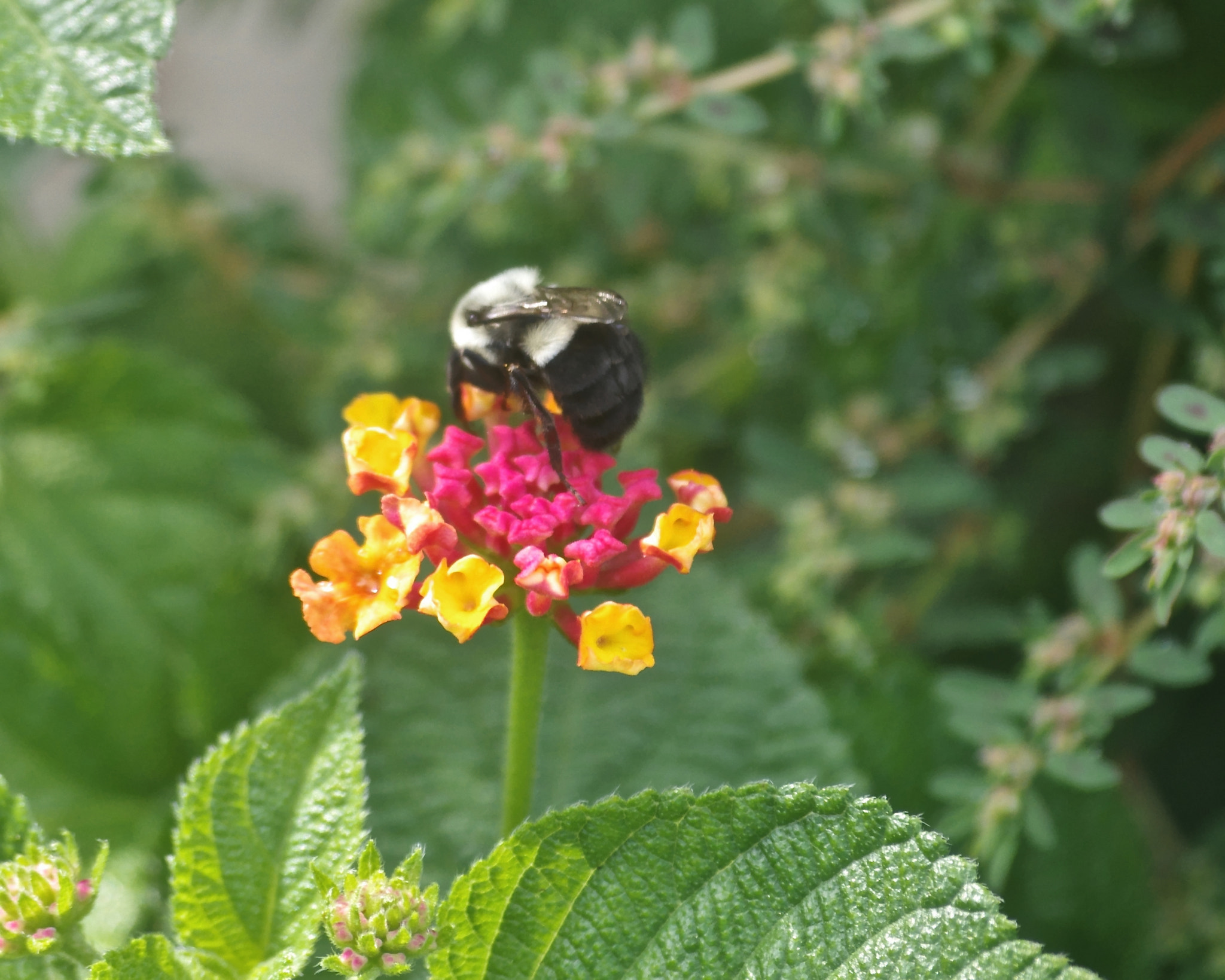 Pentax K-5 II + Pentax smc DA 50-200mm F4-5.6 ED sample photo. Nectar photography