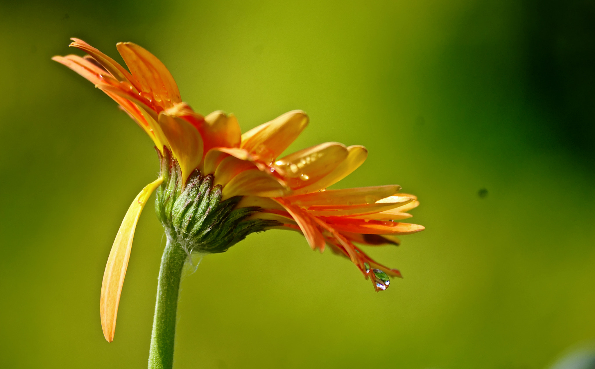 Pentax smc DA 50-200mm F4-5.6 ED sample photo. Spreading my wings photography
