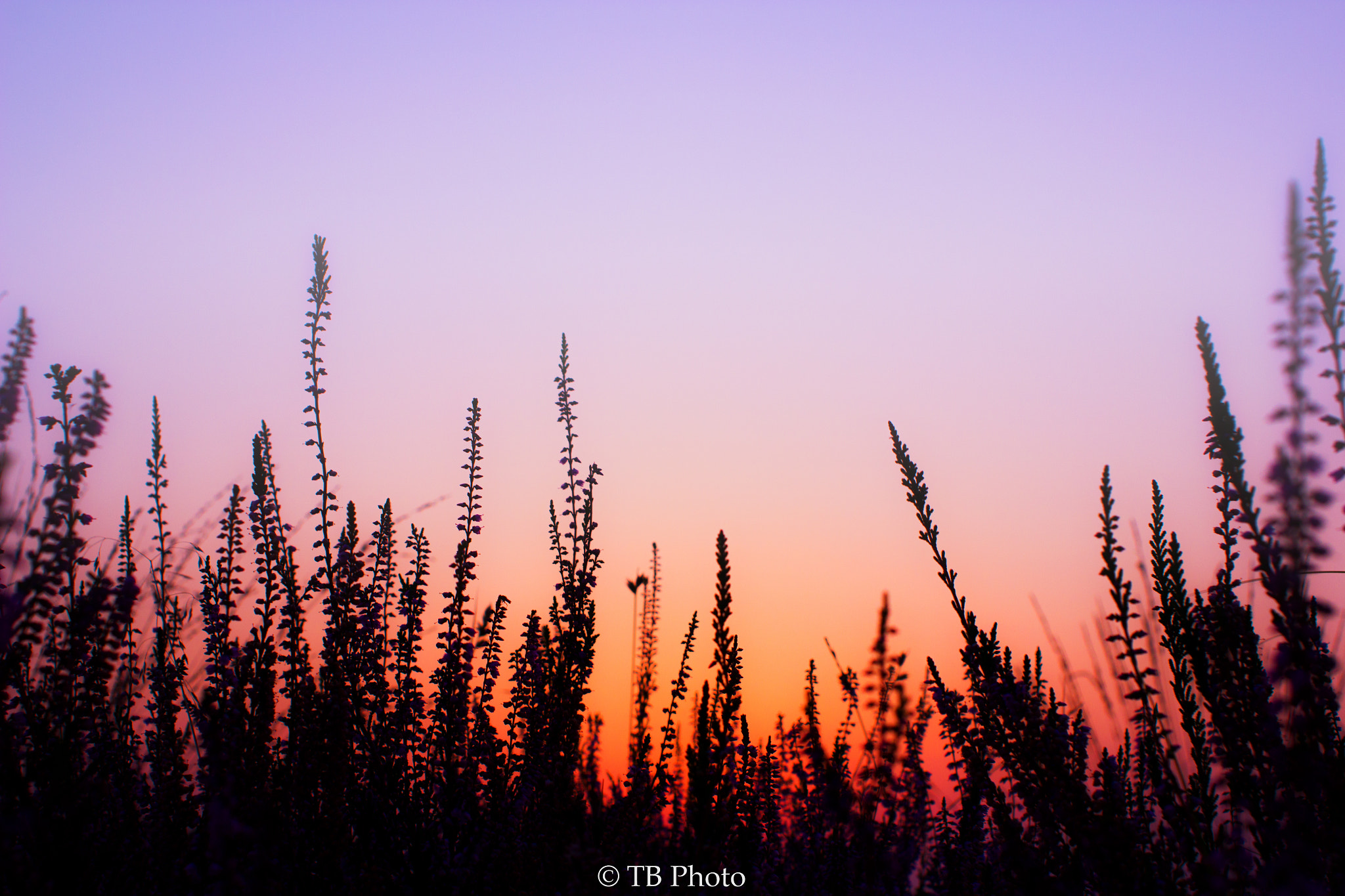 Canon EF 28mm F2.8 sample photo. Sunrise view of an insect photography