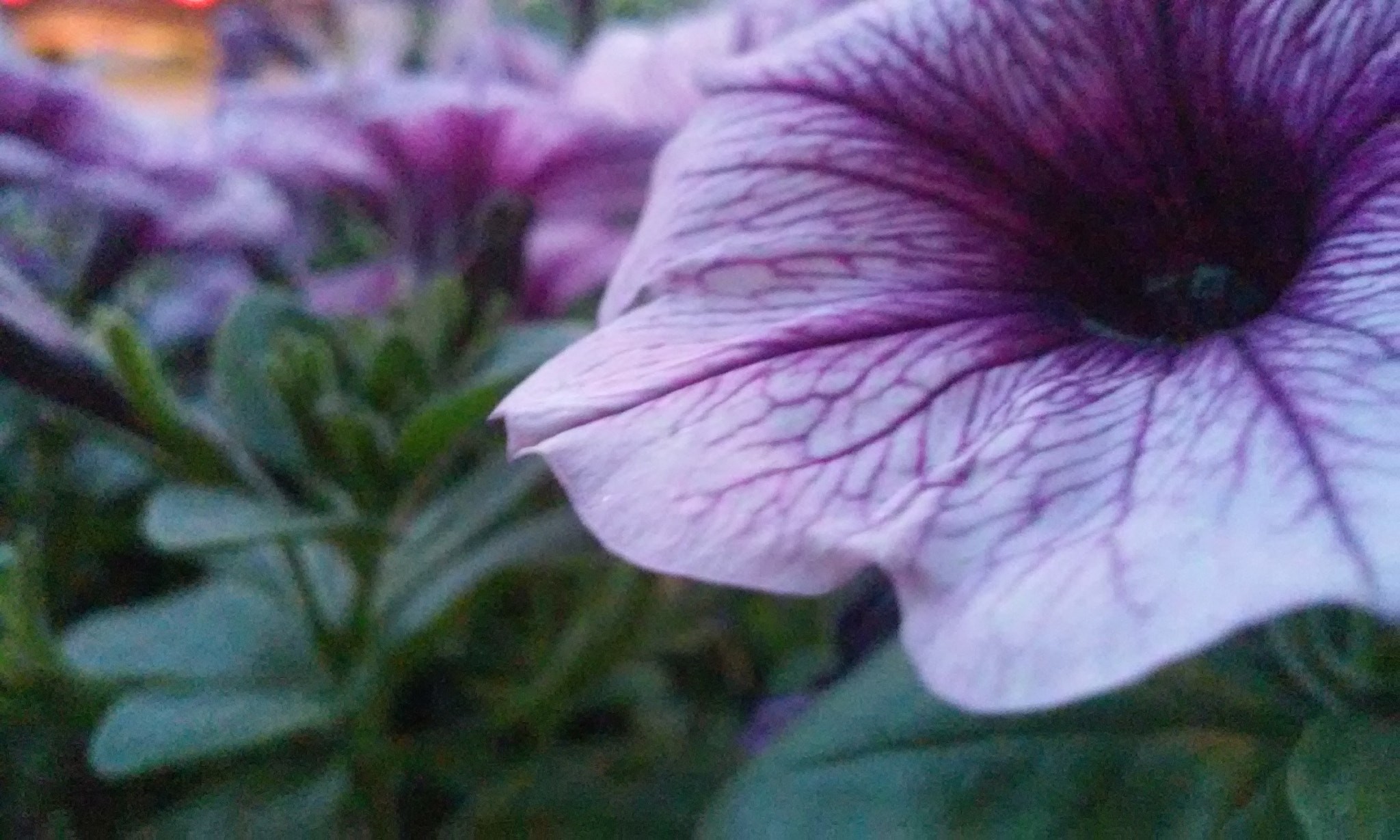 LG L65 sample photo