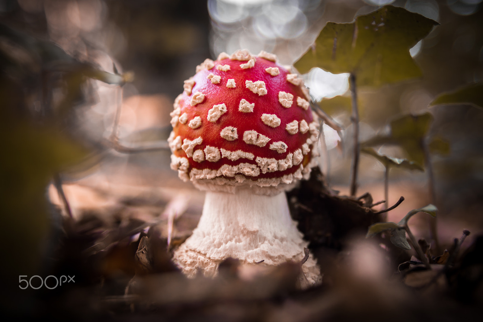 Sony SLT-A65 (SLT-A65V) + Tamron SP 24-70mm F2.8 Di VC USD sample photo. Red mushroom 2 photography