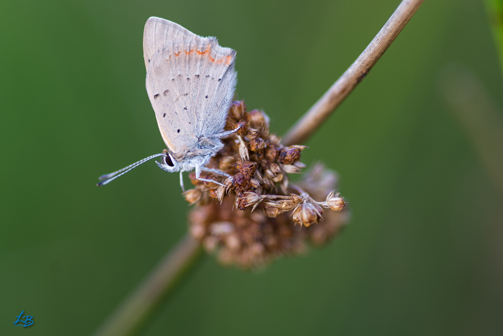 Nikon D600 + Sigma 105mm F2.8 EX DG Macro sample photo. Waiting for the sun photography