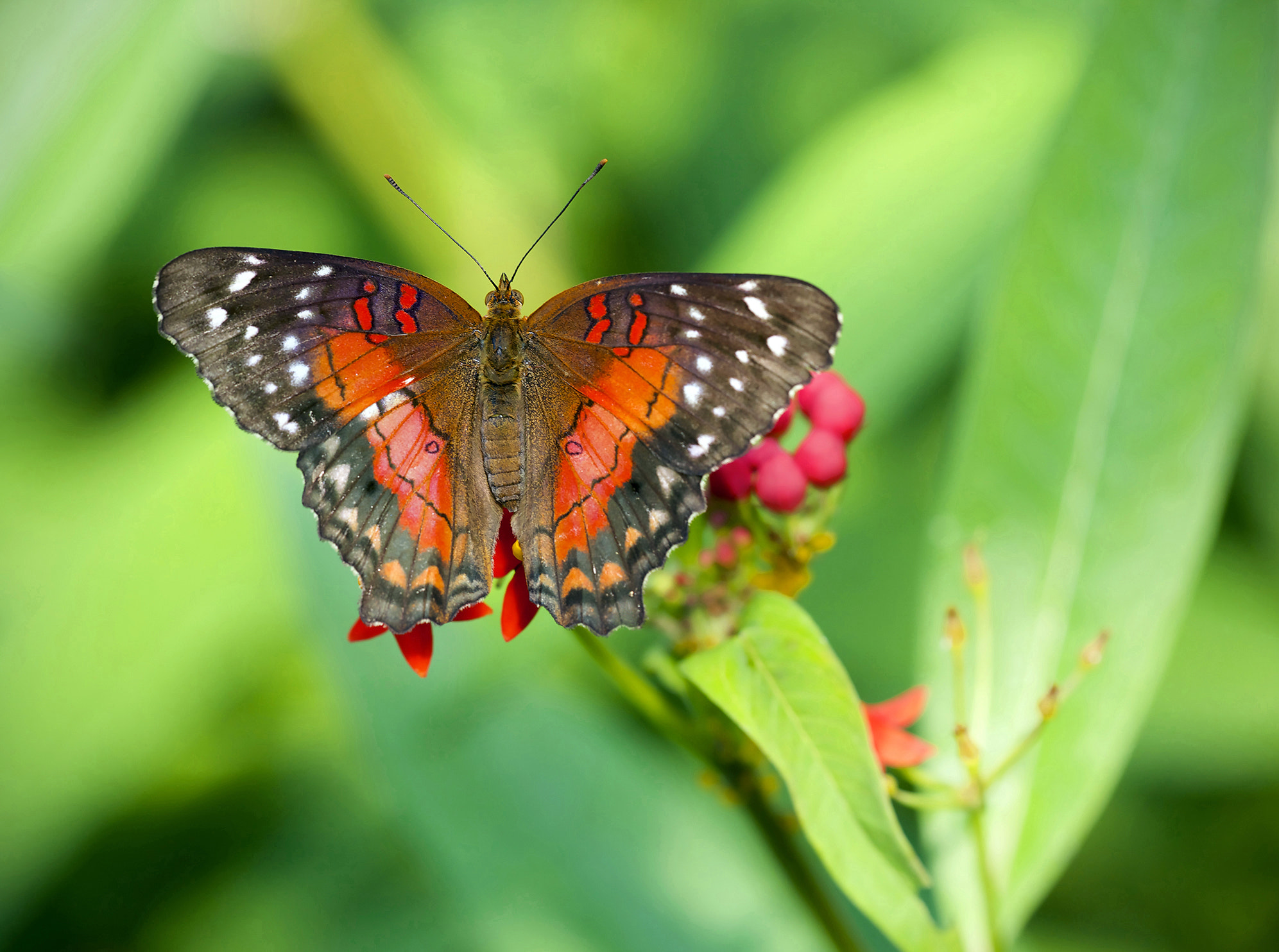 Sigma APO Macro 150mm f/2.8 EX DG HSM sample photo. Fatima photography