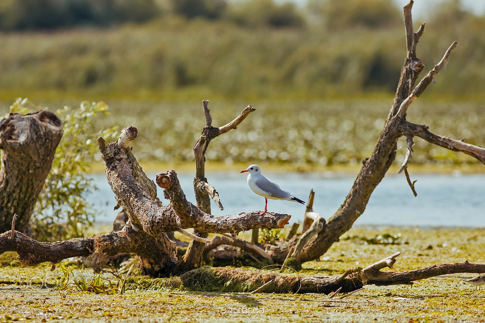 Canon EF 300mm f/4L sample photo. Yellow-legged gull photography