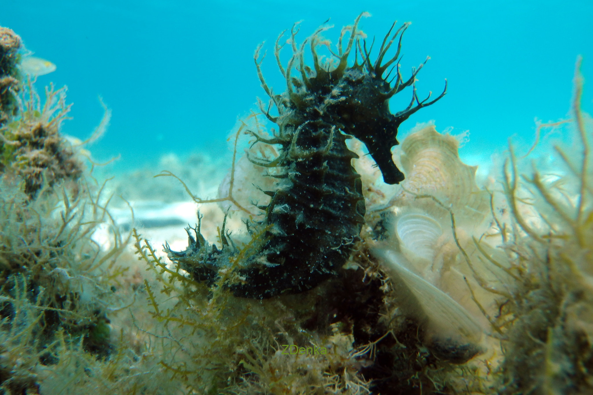 Olympus TG-835 sample photo. Seahorse photography