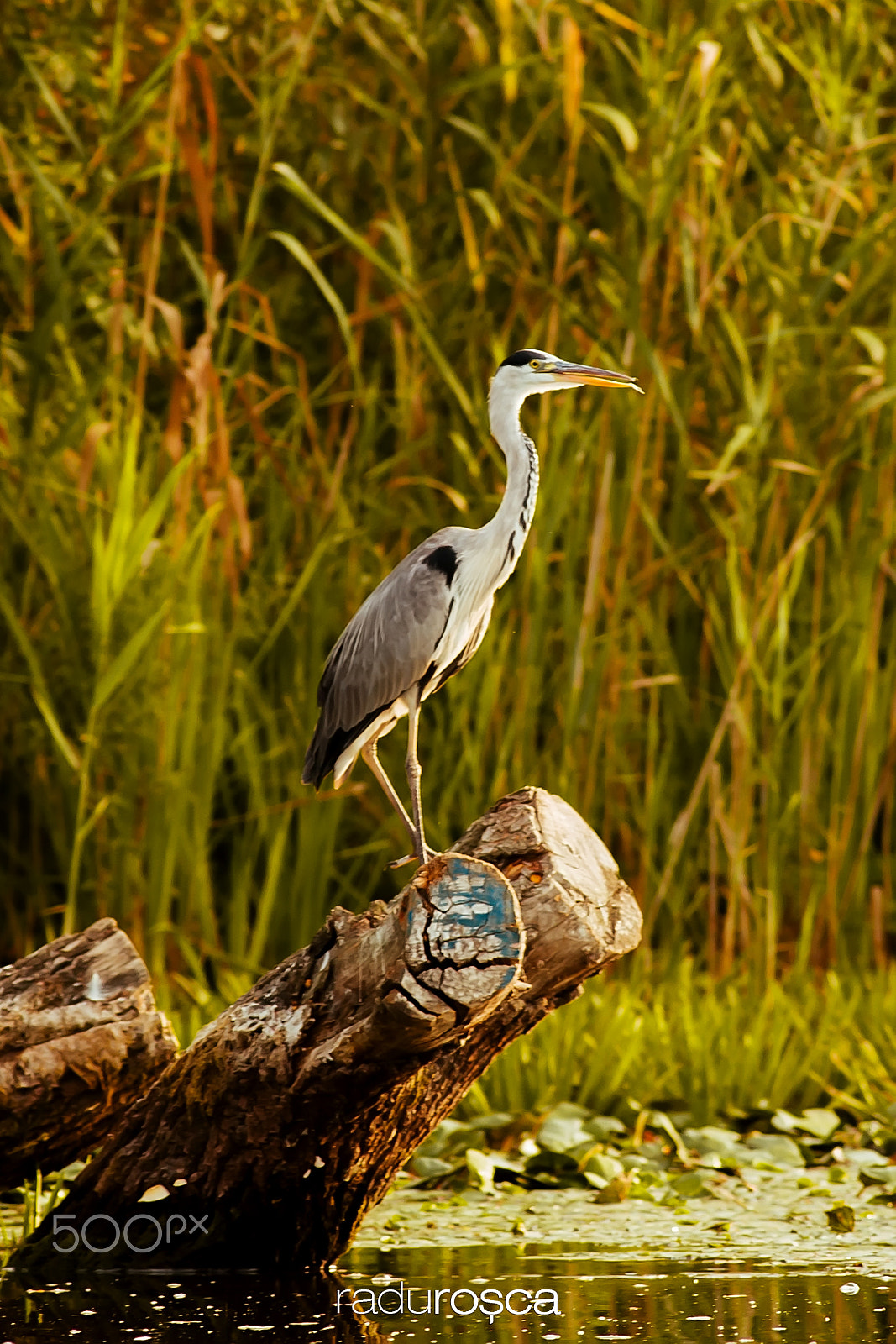 Canon EF 300mm f/4L sample photo. Purple heron photography