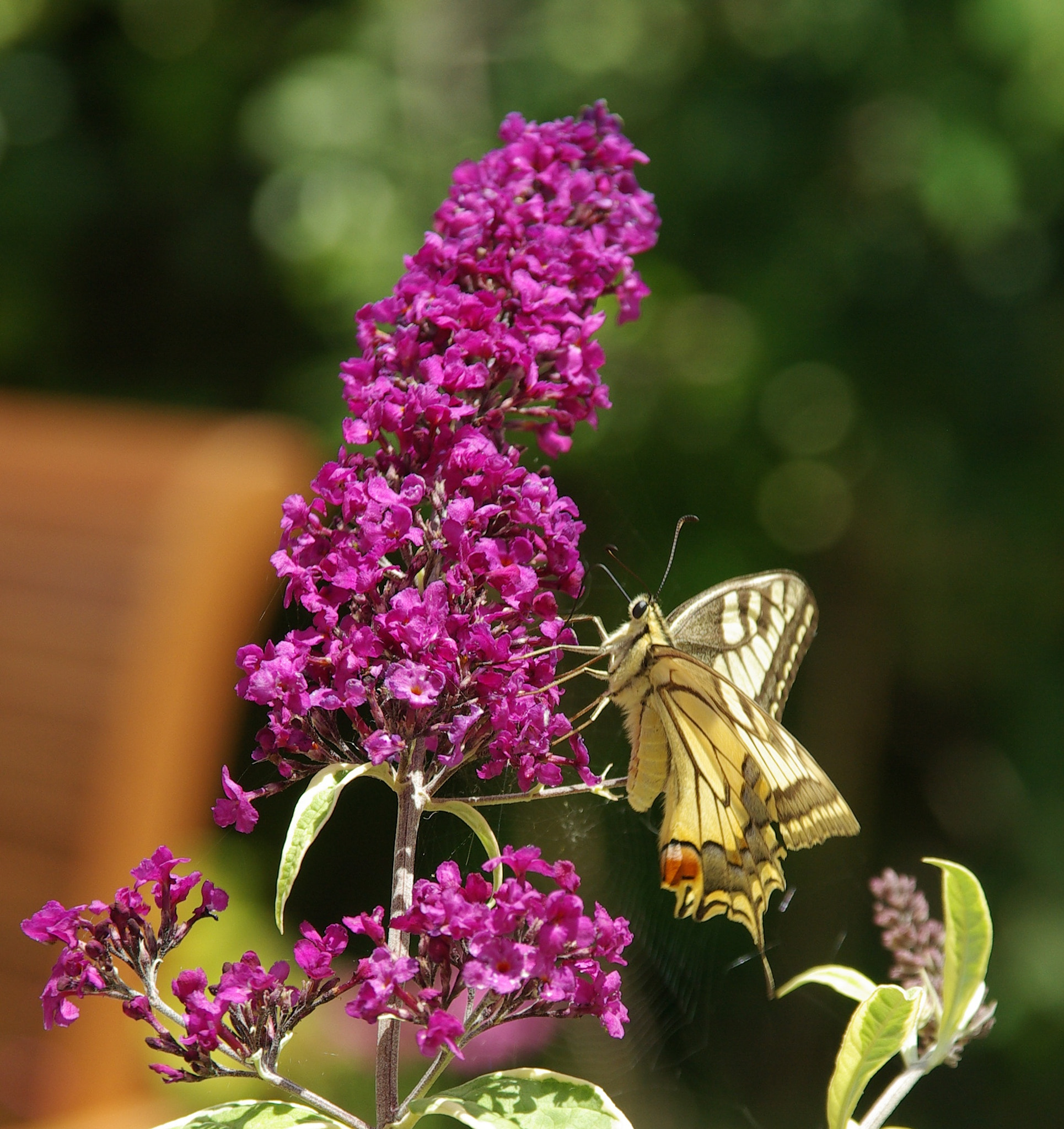 Pentax K10D + Sigma 18-125mm F3.8-5.6 DC HSM sample photo. Papilio machaon photography