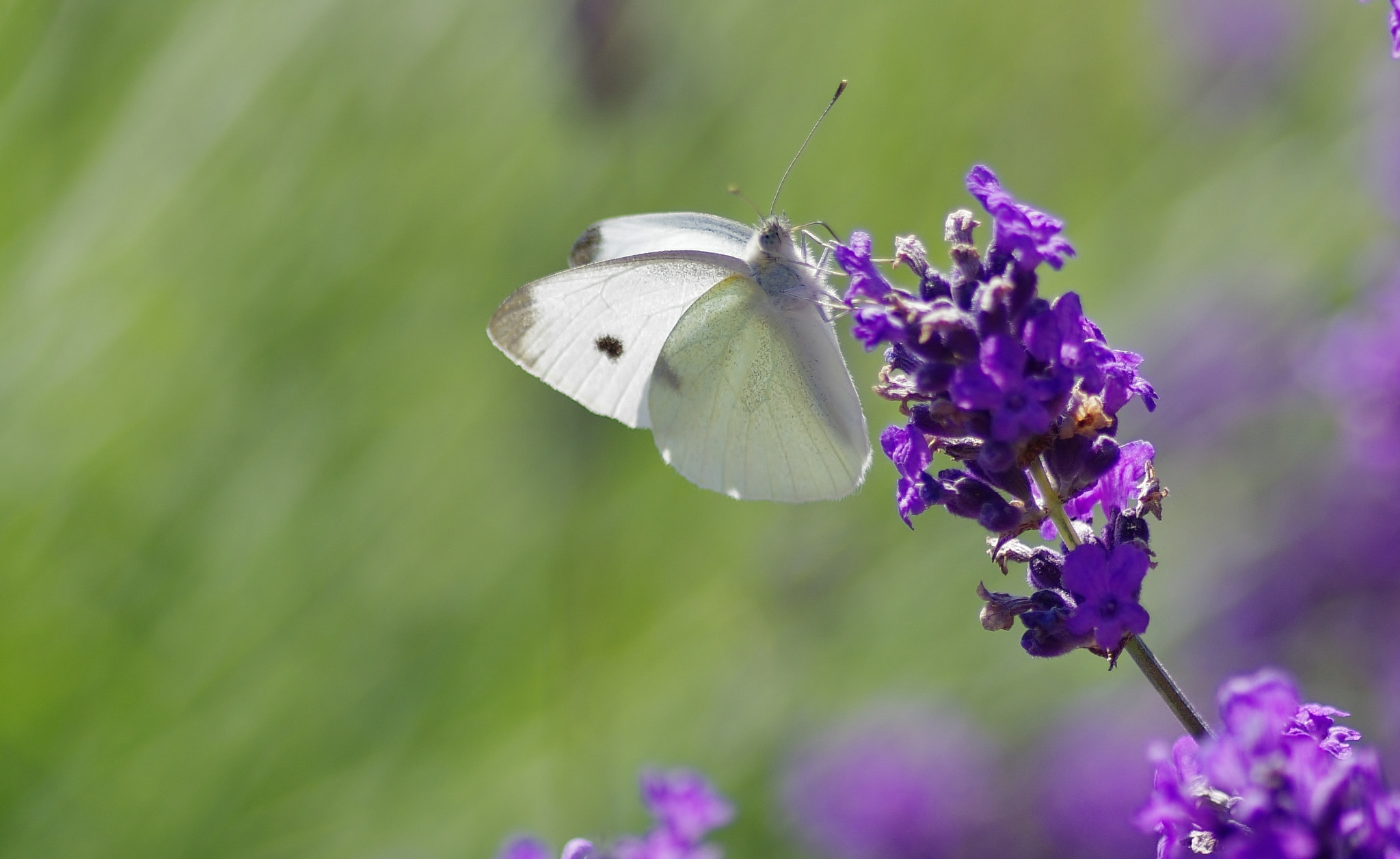 Pentax smc D-FA 100mm F2.8 Macro WR sample photo. Pieris spp. photography