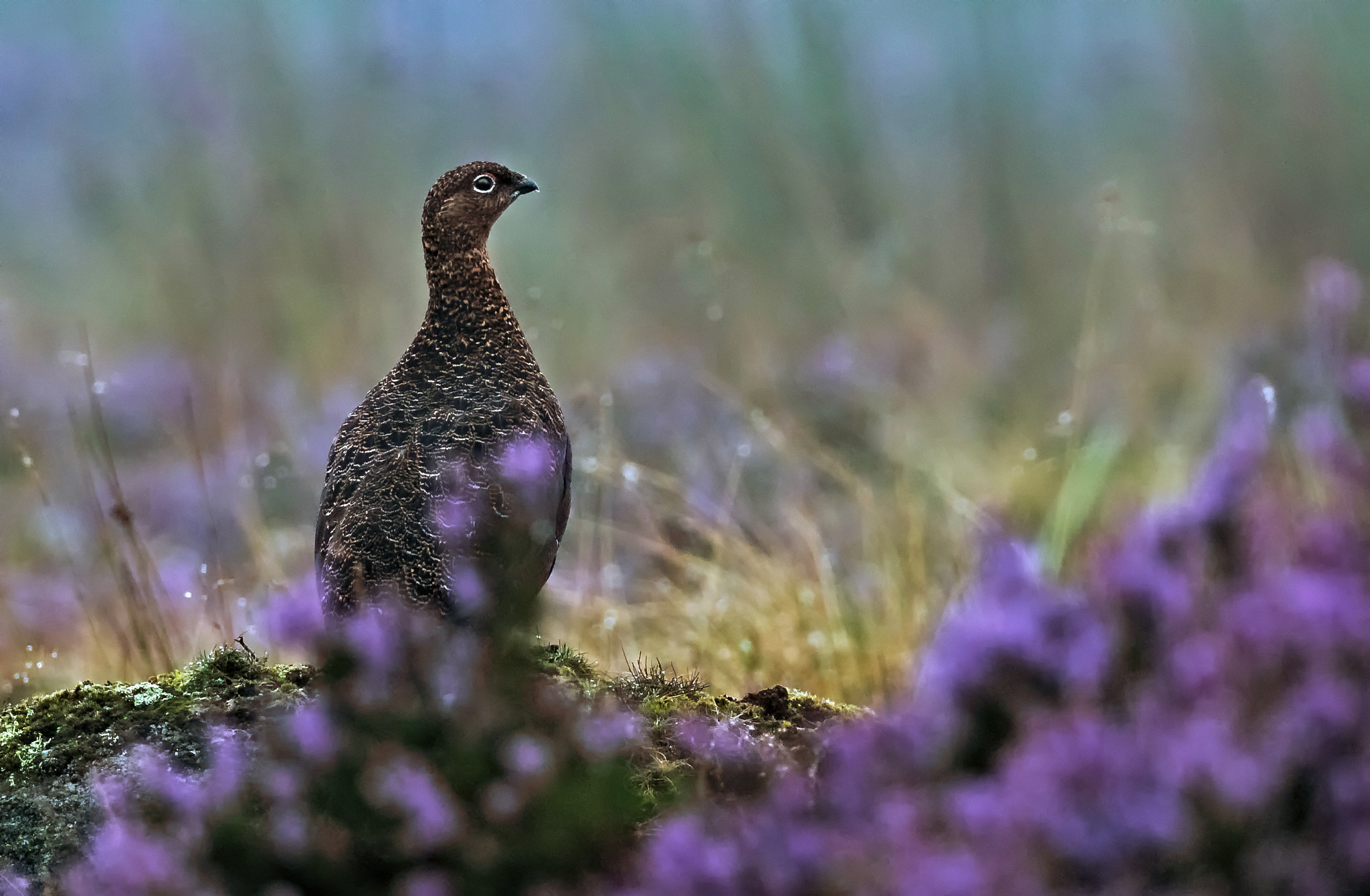 Canon EOS 5DS R + Canon EF 100-400mm F4.5-5.6L IS II USM sample photo. Wild red grouse in heather.... photography