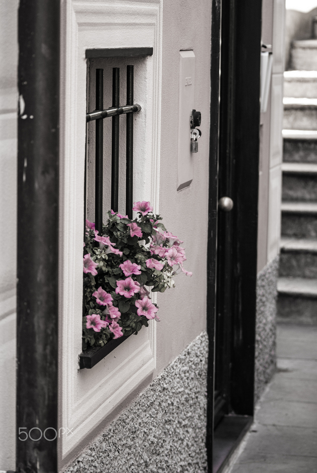 Sony Alpha DSLR-A230 sample photo. Coloured flowers photography