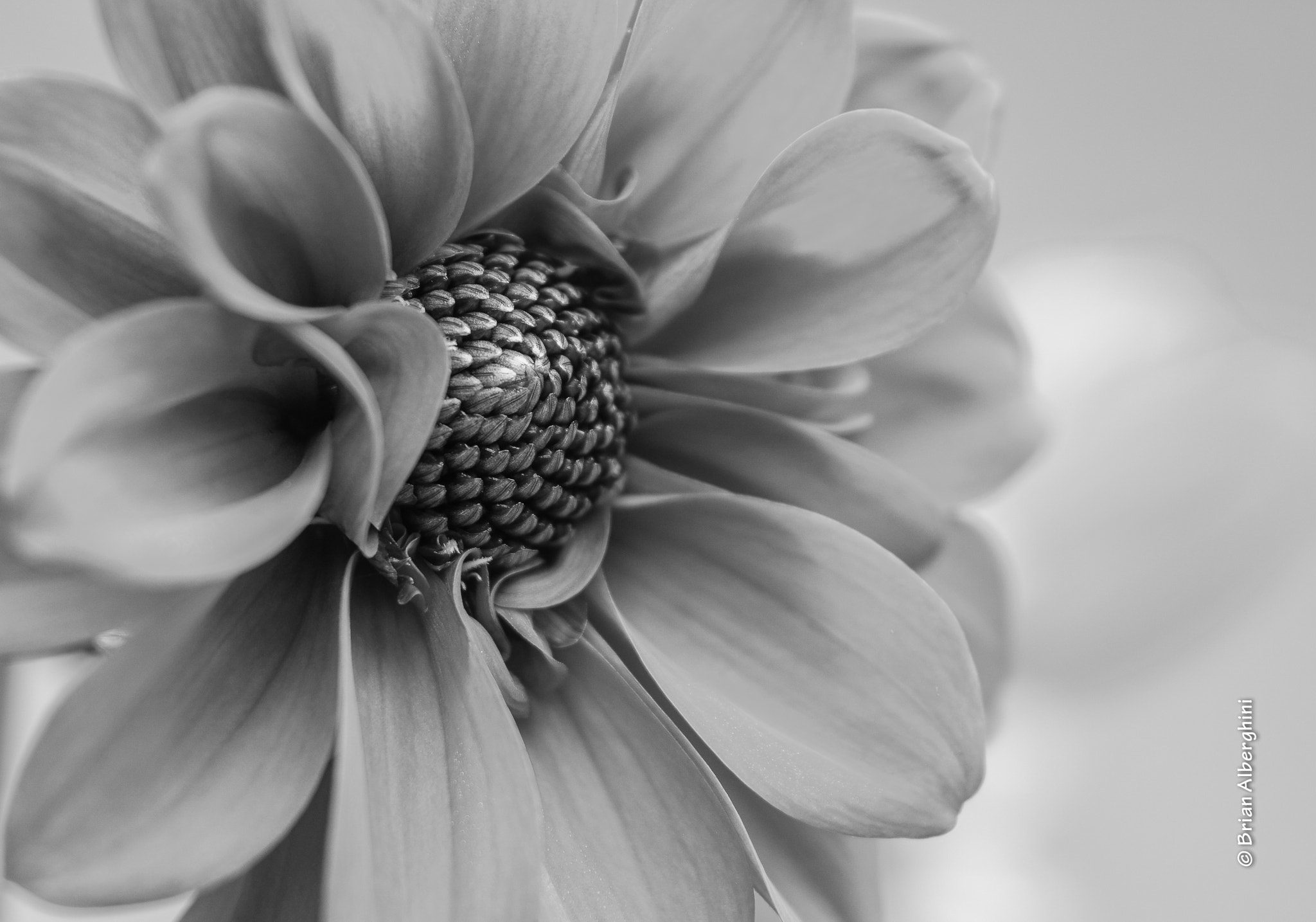 Nikon D7100 + Sigma 24-105mm F4 DG OS HSM Art sample photo. Dahlia #24 photography
