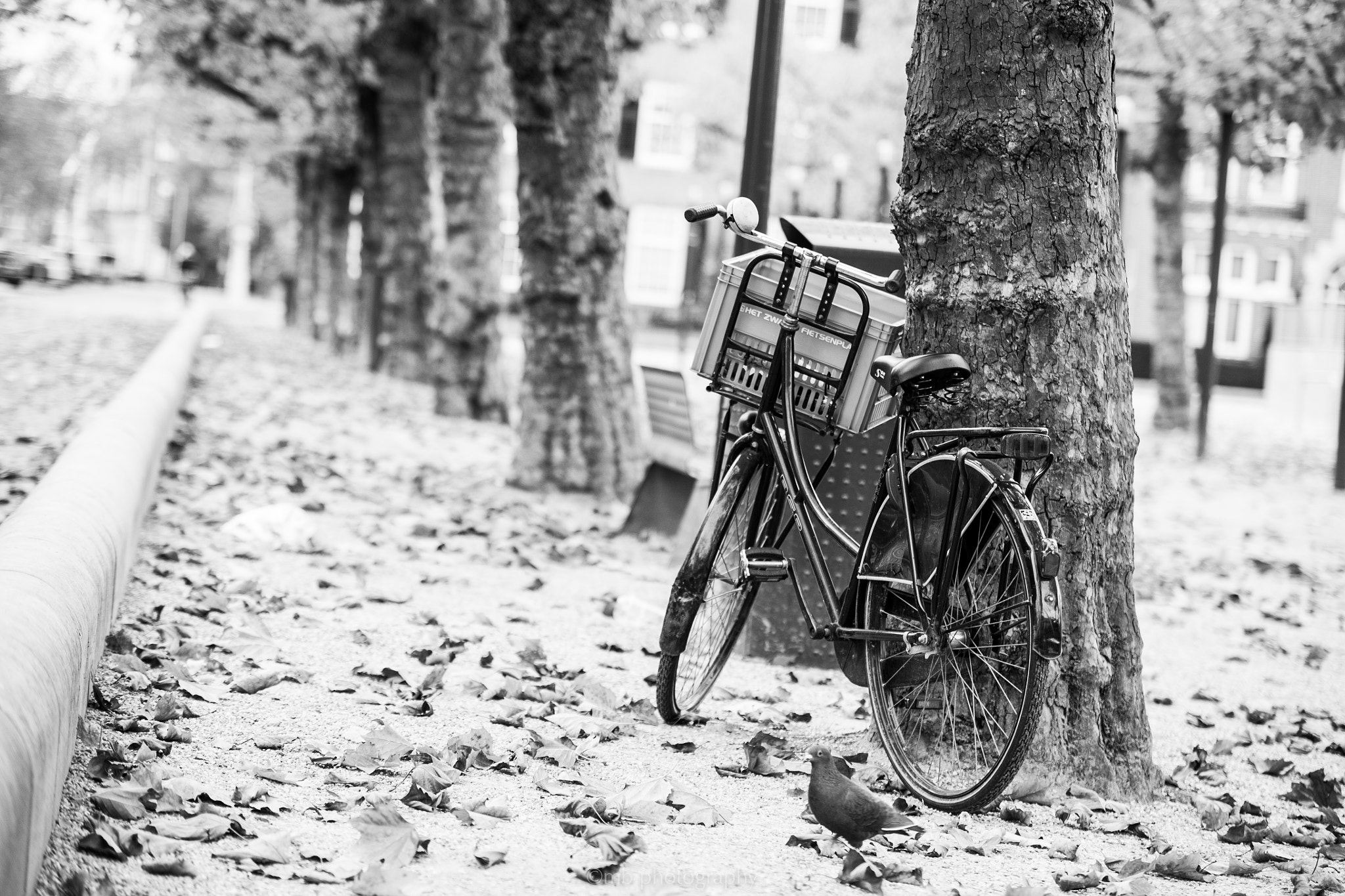 Sigma 70-200mm F2.8 EX DG OS HSM sample photo. Dutch photography