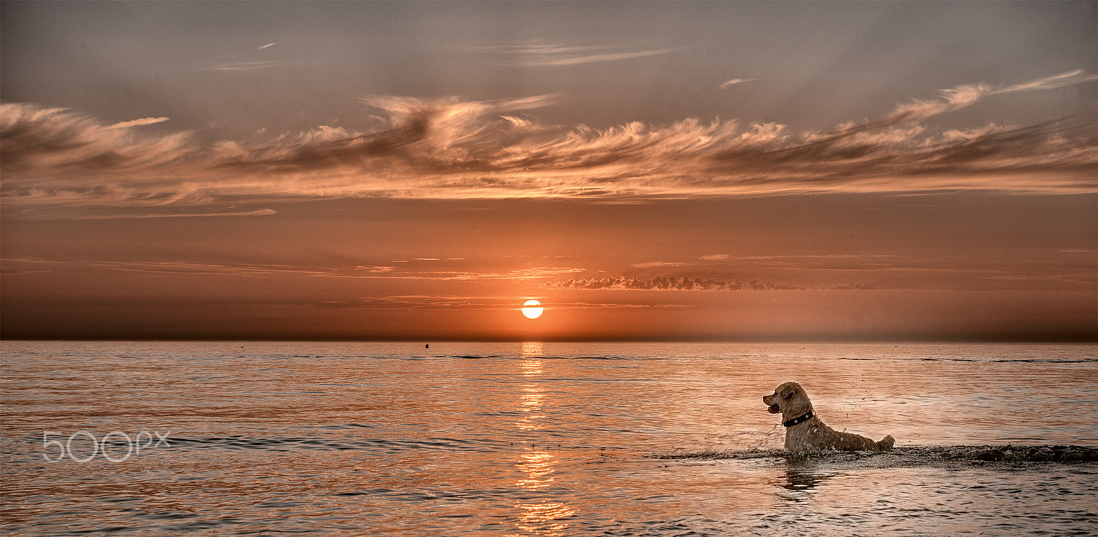 AF Zoom-Nikkor 28-70mm f/3.5-4.5D sample photo. Sea-dog photography