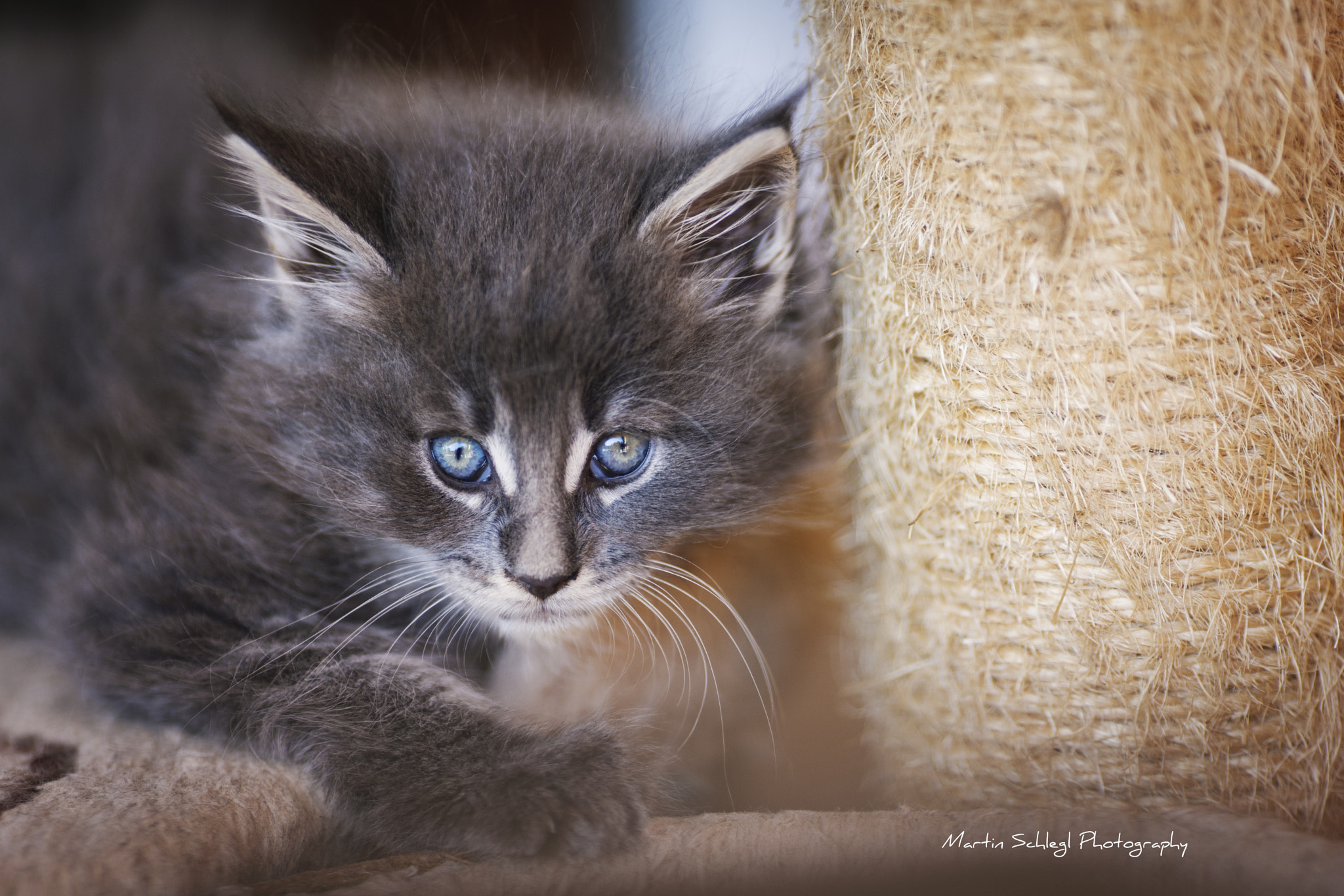 Canon EOS-1Ds Mark III + Canon EF 135mm F2L USM sample photo. Blue eyes <3 cooni photography