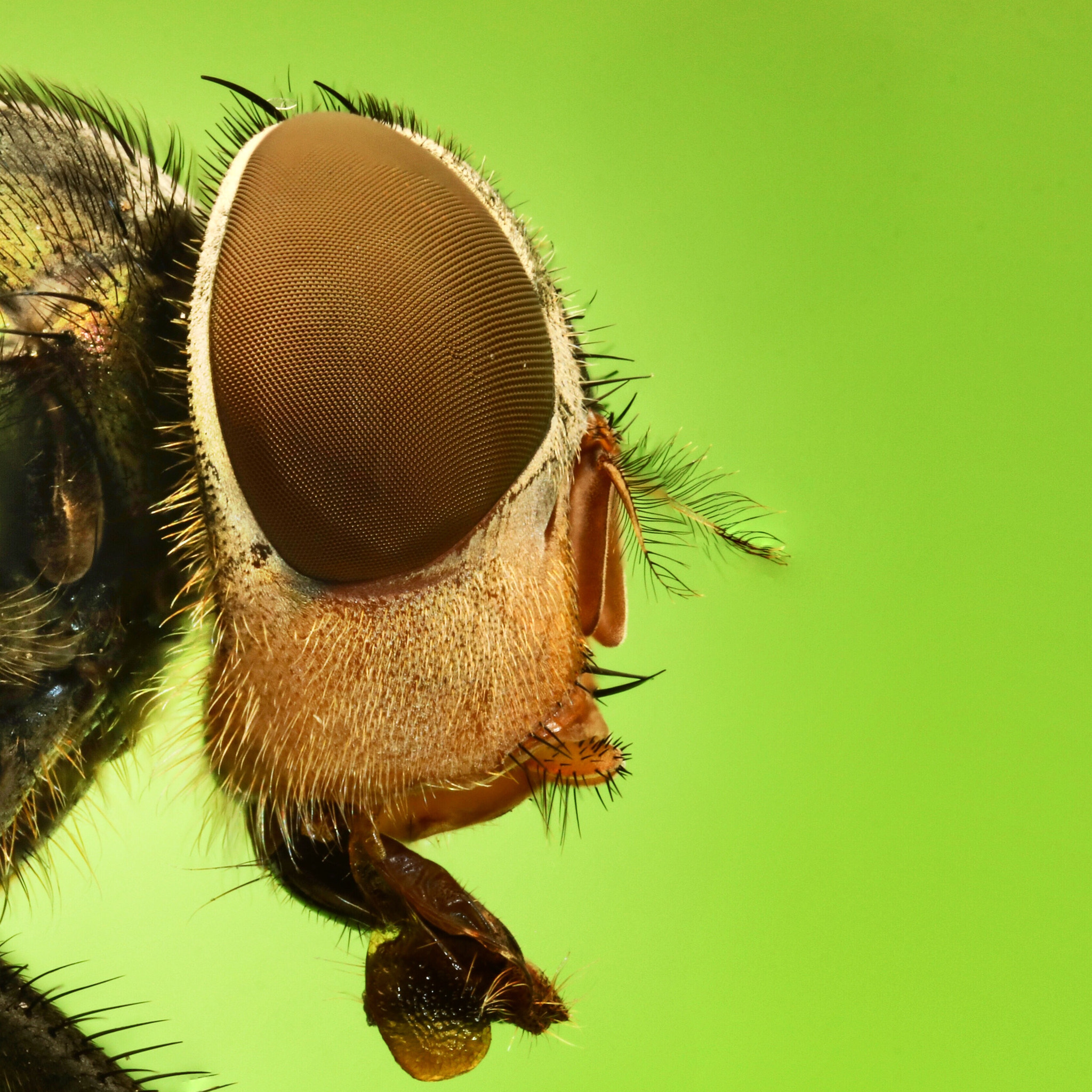 Canon EOS 760D (EOS Rebel T6s / EOS 8000D) + Canon MP-E 65mm F2.5 1-5x Macro Photo sample photo. Common fly from guanajuato photography