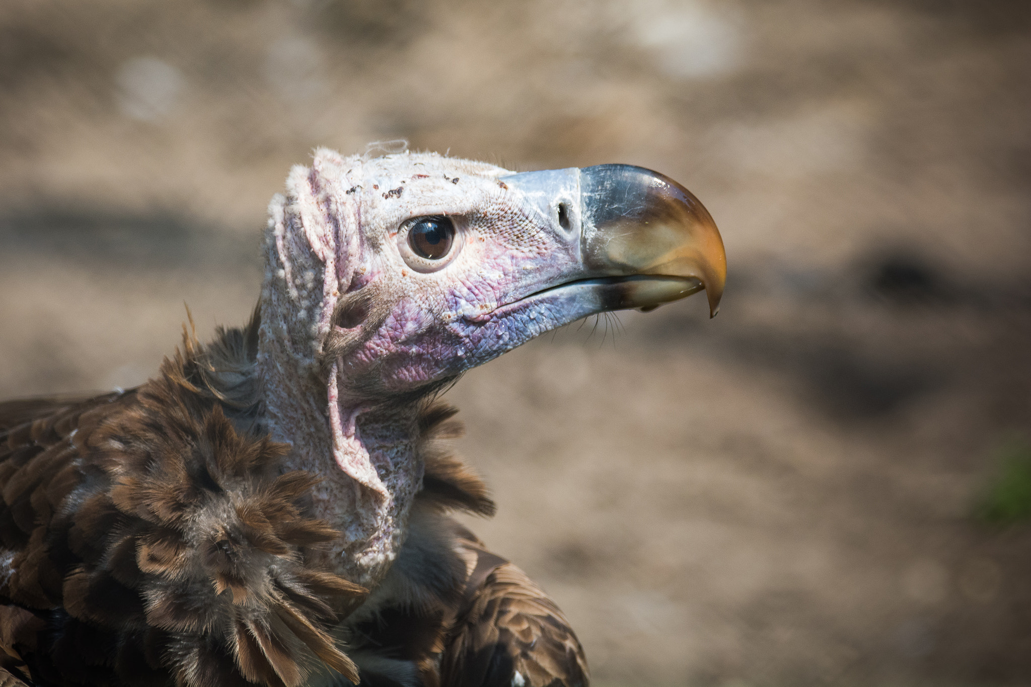Sigma 150-600mm F5-6.3 DG OS HSM | C sample photo. Vulture photography