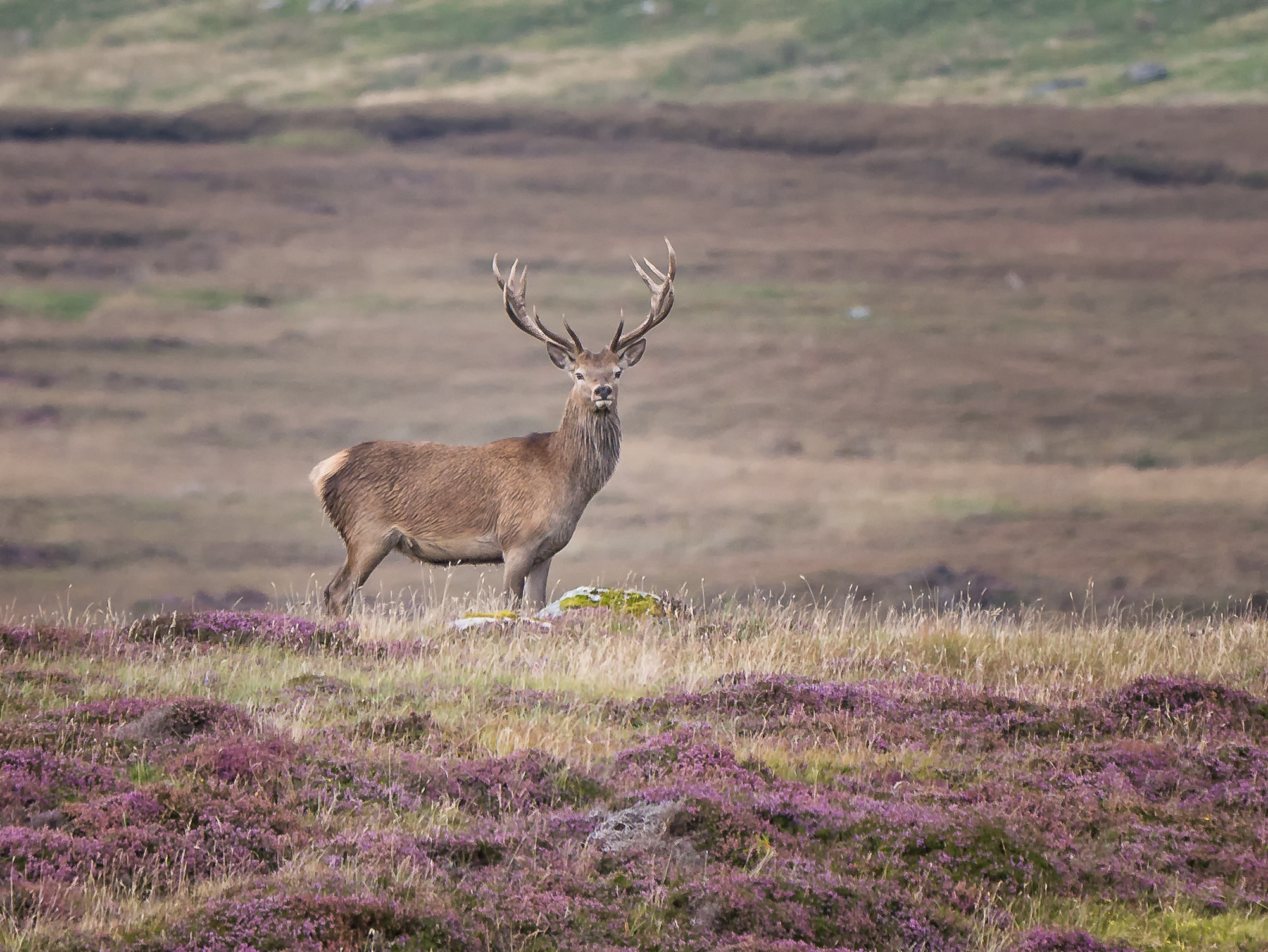 Panasonic Lumix DMC-G7 + LEICA DG 100-400/F4.0-6.3 sample photo. Stag in north uist. photography