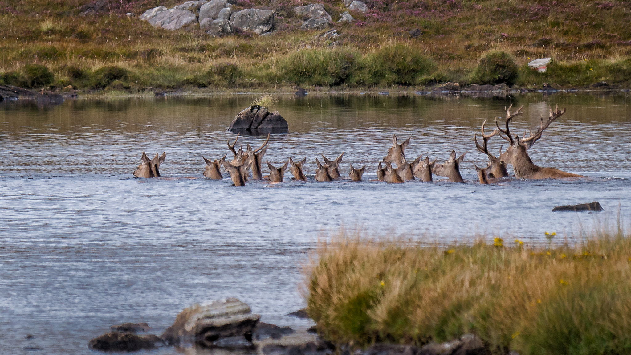 Panasonic Lumix DMC-G7 + LEICA DG 100-400/F4.0-6.3 sample photo. Can deer swim? photography