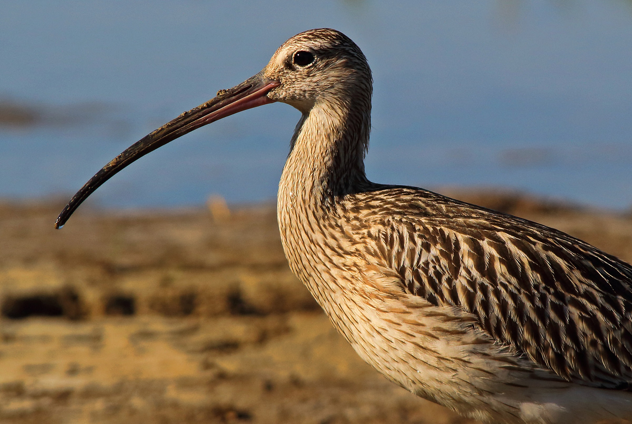 Sigma 150-500mm F5-6.3 DG OS HSM sample photo. Eurasian curlew portrait, chiurlo maggiore ritratto photography