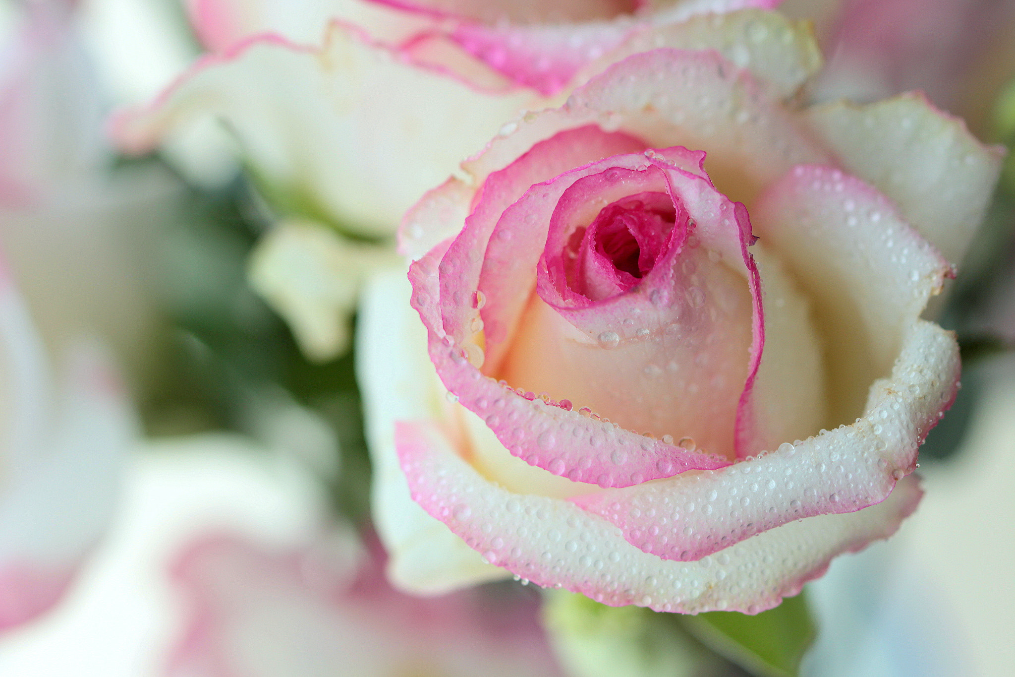 Canon EOS 650D (EOS Rebel T4i / EOS Kiss X6i) sample photo. Fresh photography