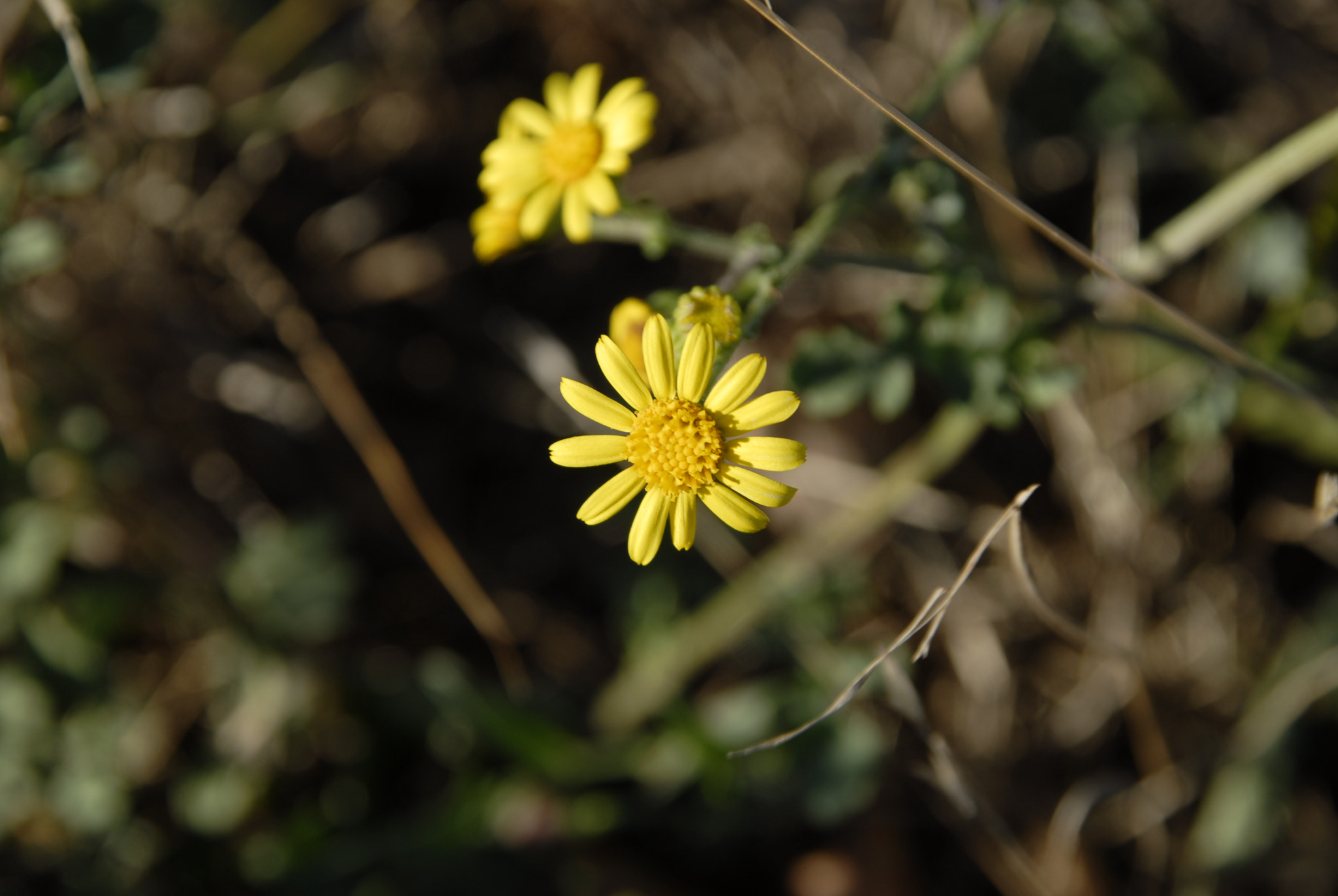 Sigma 17-70mm F2.8-4 DC Macro OS HSM sample photo. Sei un piccolo fiore per me... photography
