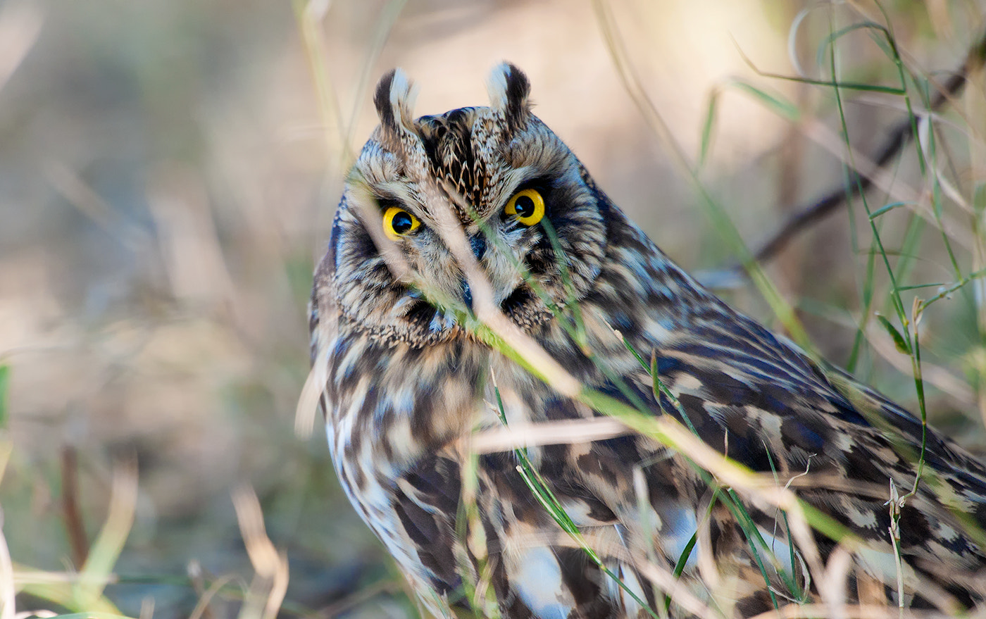 Nikon D90 + Nikon AF-S Nikkor 500mm F4G ED VR sample photo. Short-eared owl photography